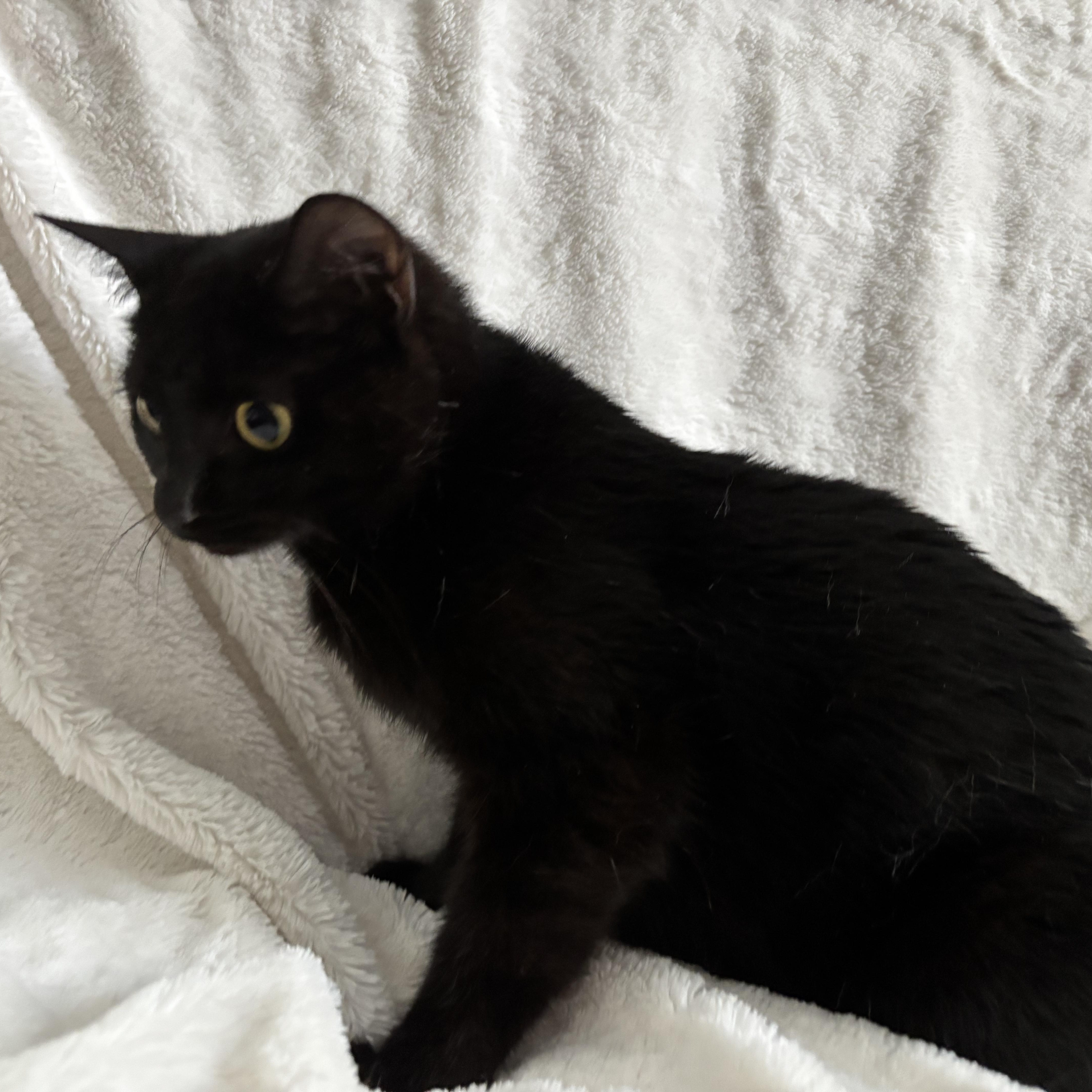 Monica, an adoptable Domestic Short Hair, Burmese in Columbus, OH, 43221 | Photo Image 5