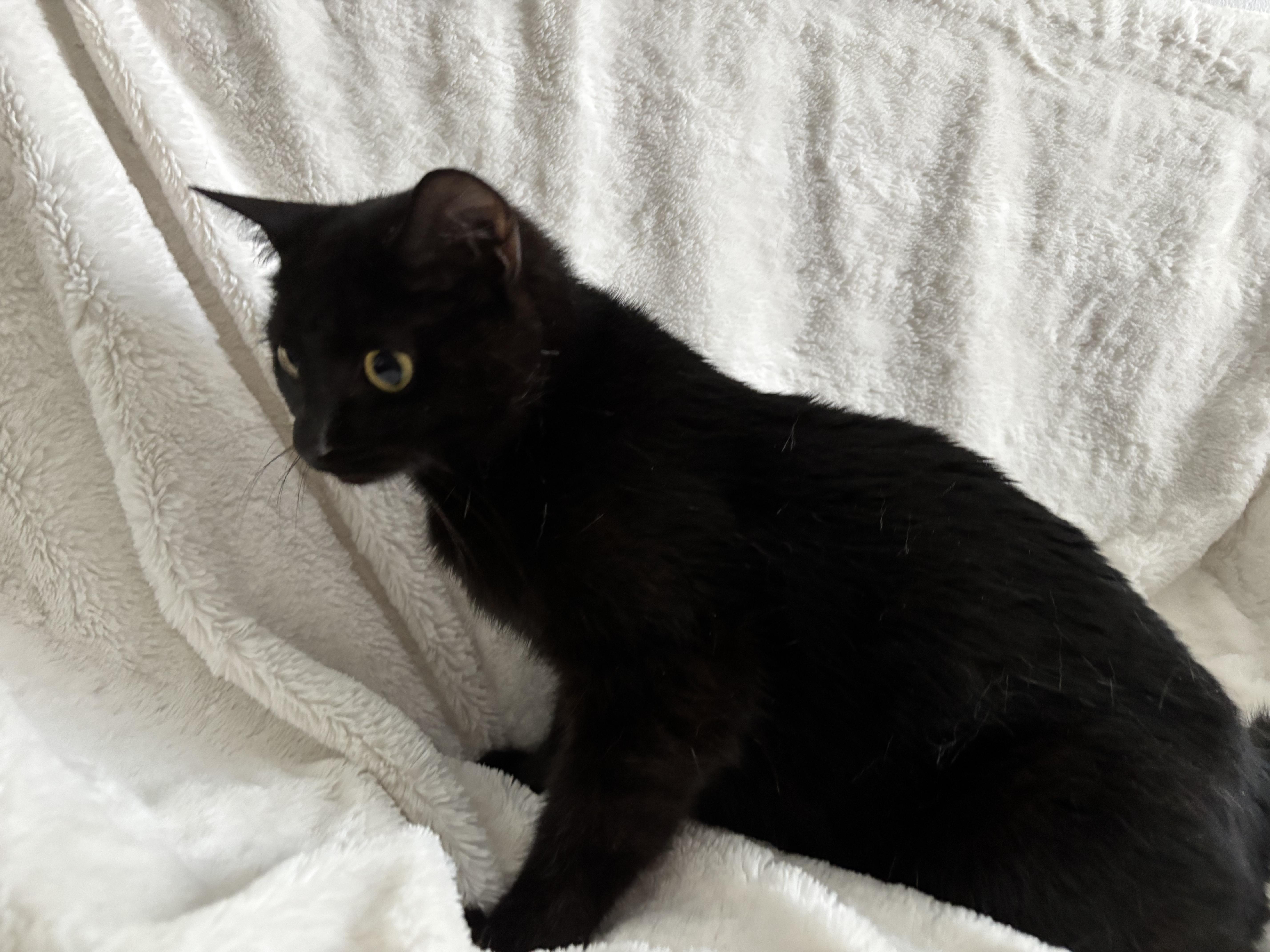 Monica, an adoptable Domestic Short Hair, Burmese in Columbus, OH, 43221 | Photo Image 5