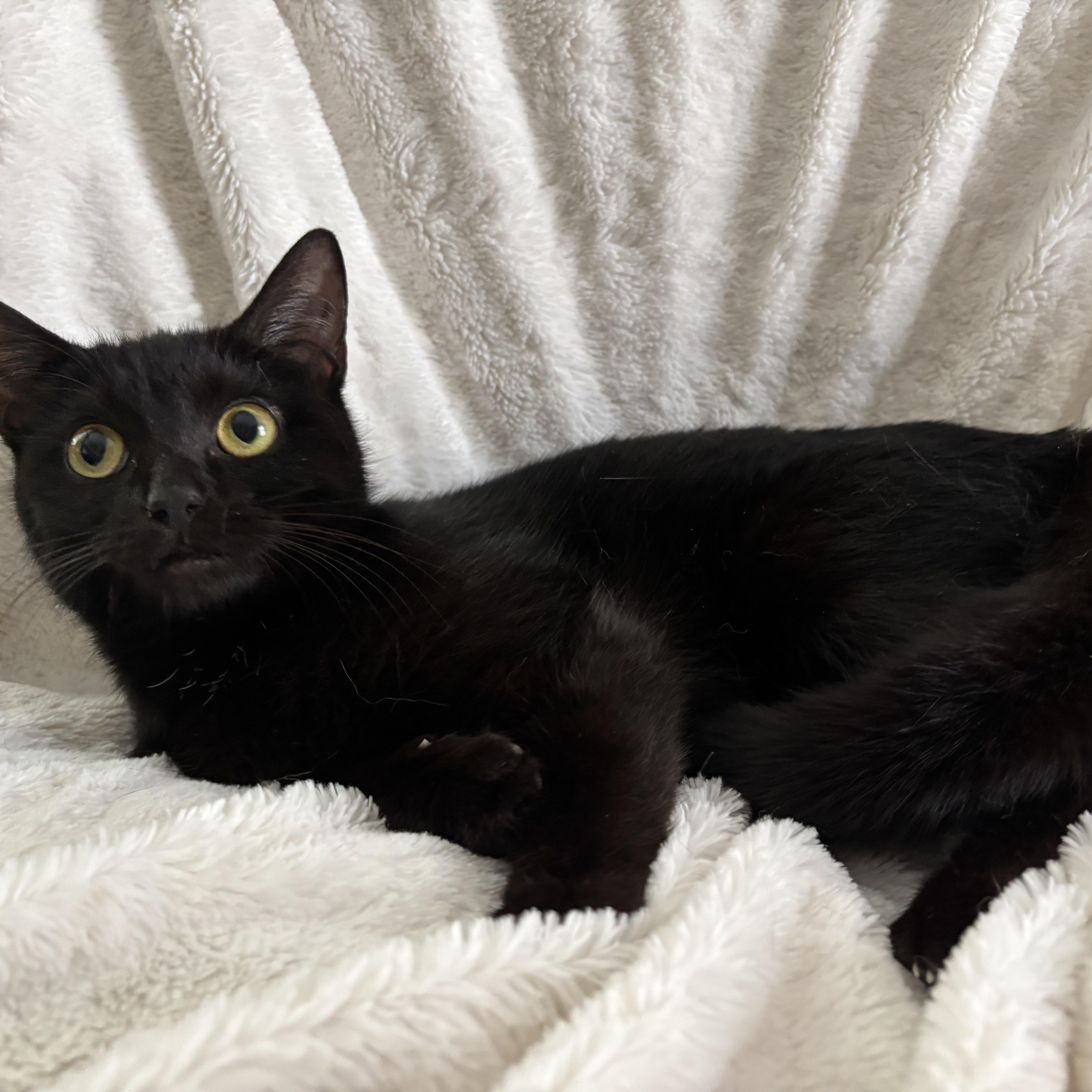 Monica, an adoptable Domestic Short Hair, Burmese in Columbus, OH, 43221 | Photo Image 6