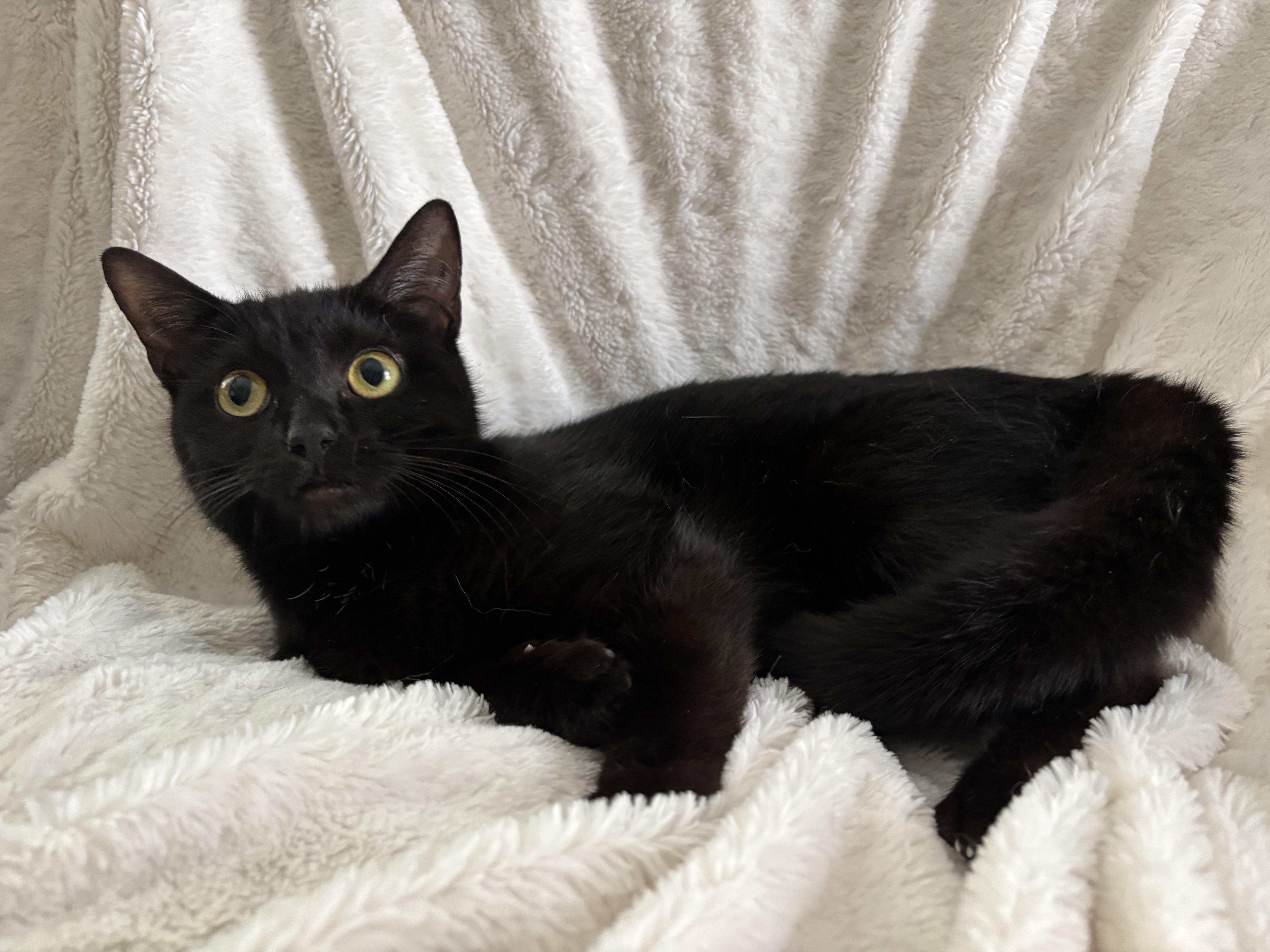 Monica, an adoptable Domestic Short Hair, Burmese in Columbus, OH, 43221 | Photo Image 6