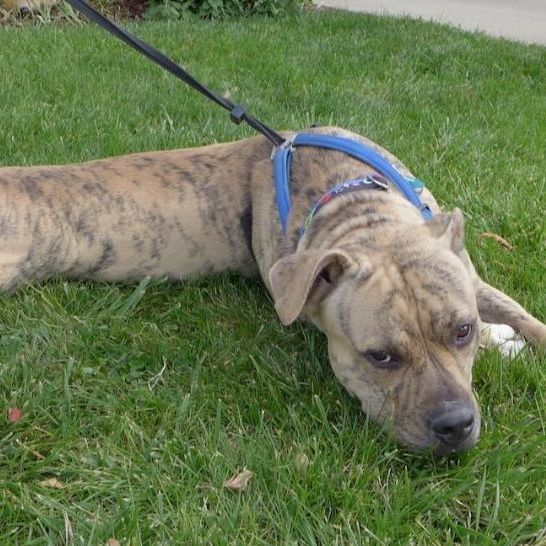 Dog for adoption PTH Cesar, a Mastiff in Batavia, NY Petfinder