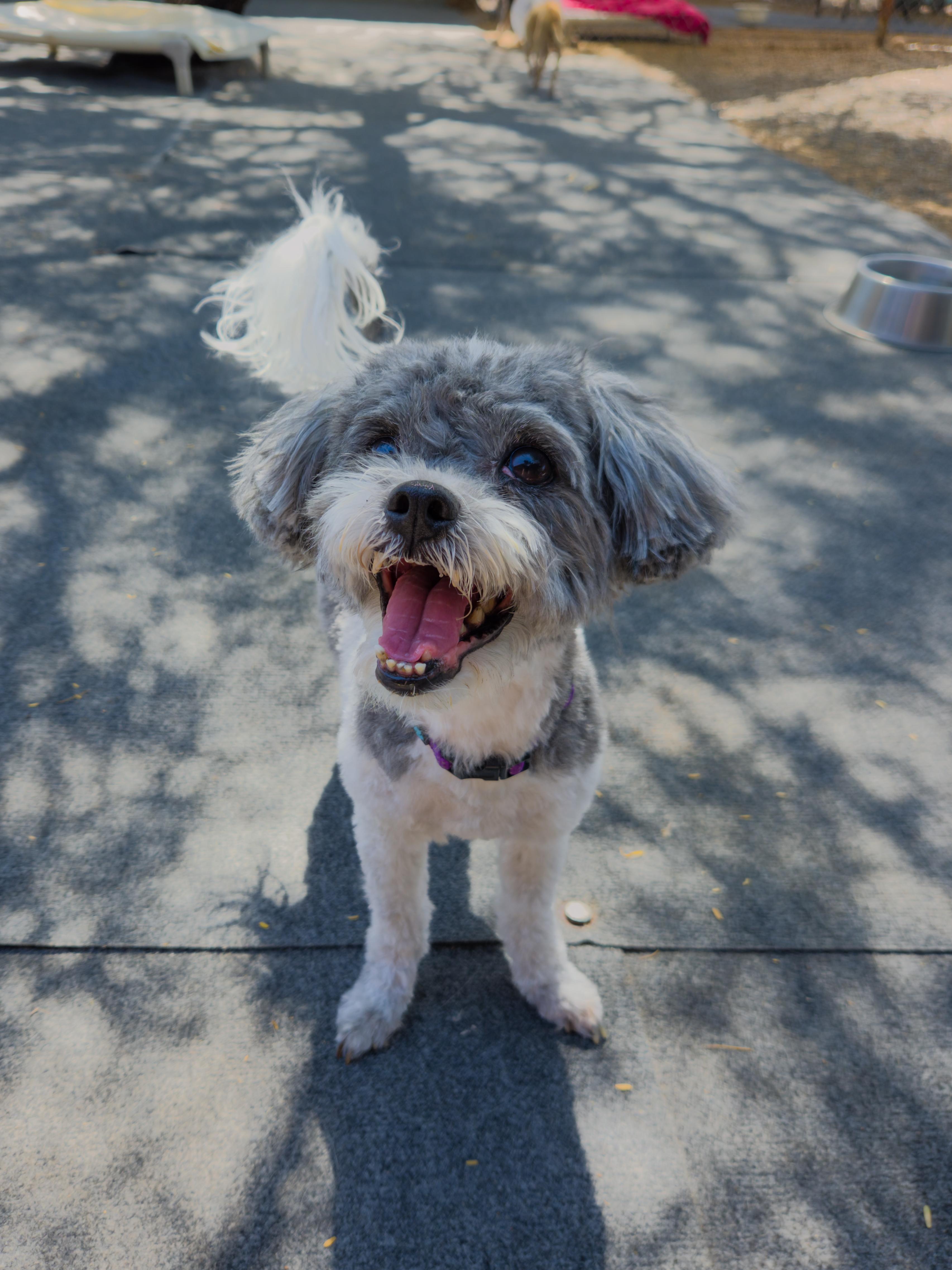Enlarge Celeste, a Adoptable mixed breed in New River, AZ image 2/5