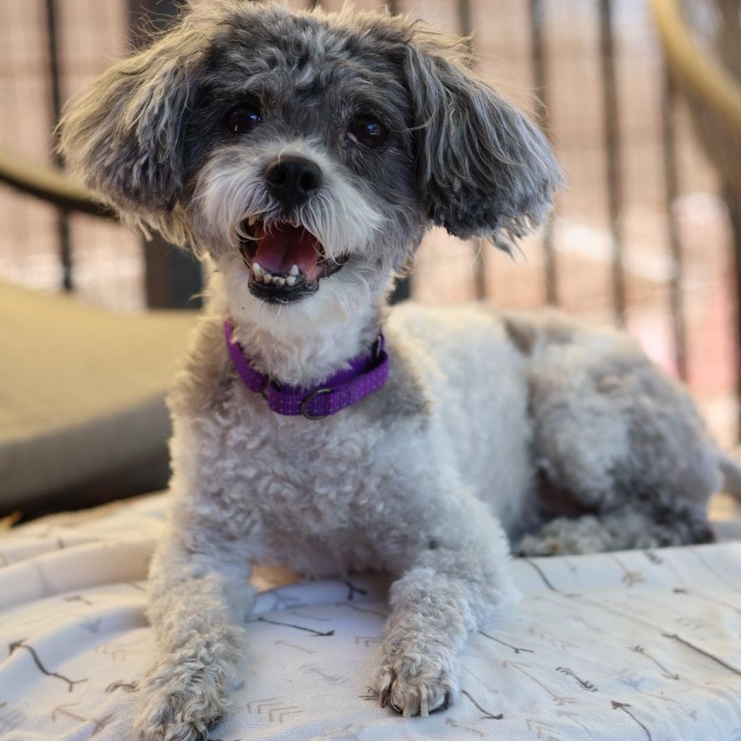 Enlarge Celeste, a Adoptable mixed breed in New River, AZ image 1/5