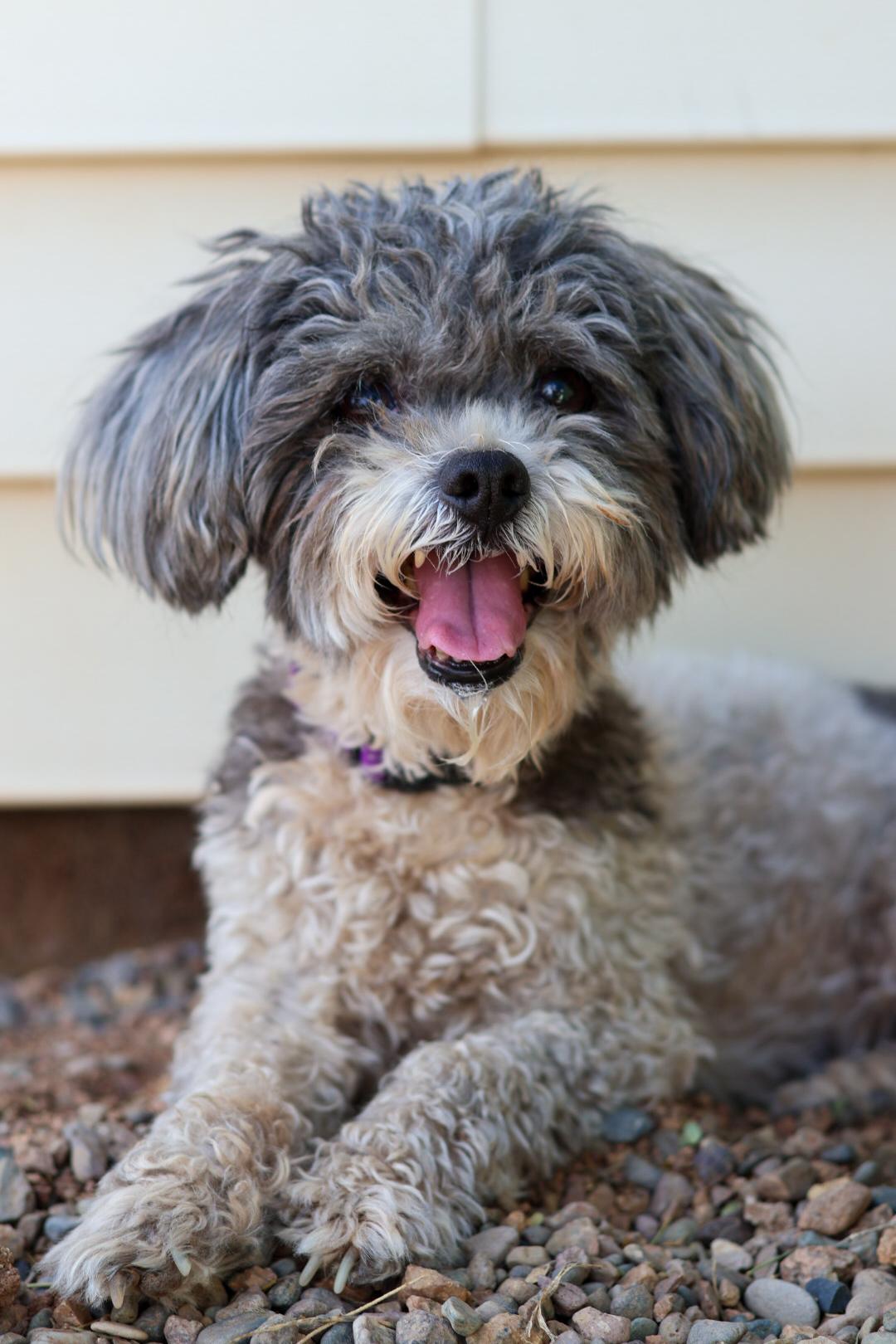 Enlarge Celeste, a Adoptable mixed breed in New River, AZ image 4/5