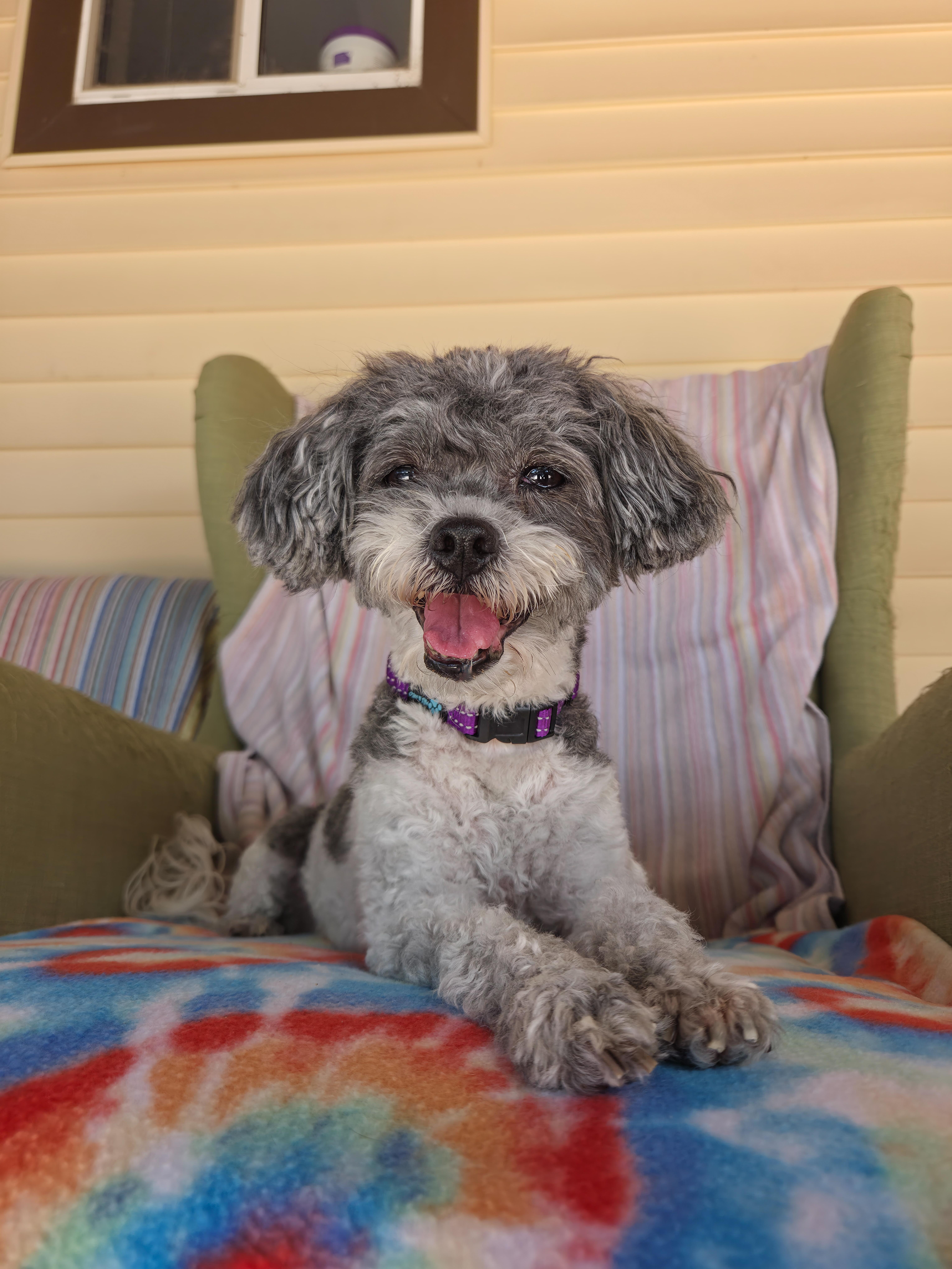 Enlarge Celeste, a Adoptable mixed breed in New River, AZ image 3/5