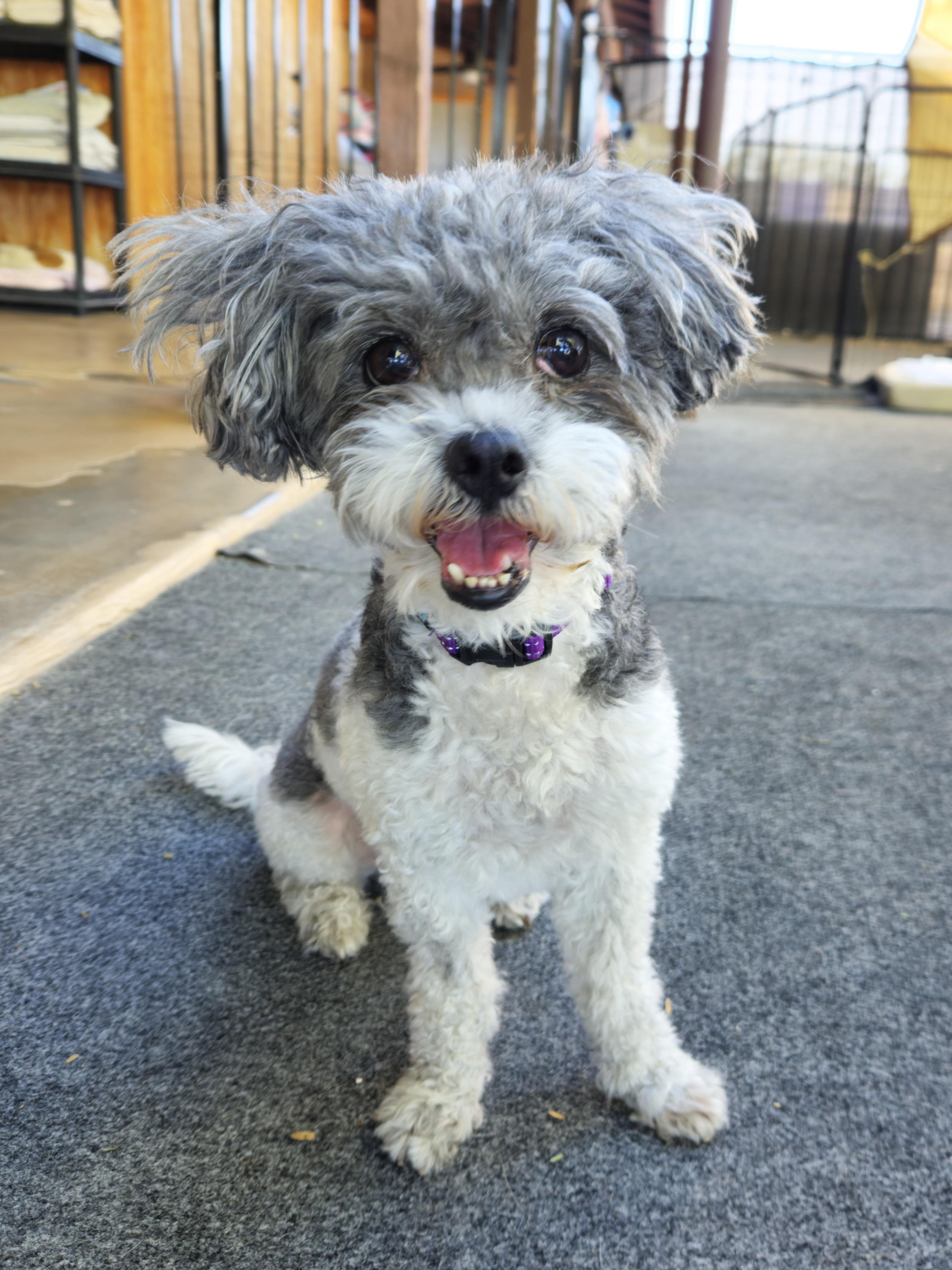 Enlarge Celeste, a Adoptable mixed breed in New River, AZ image 5/5