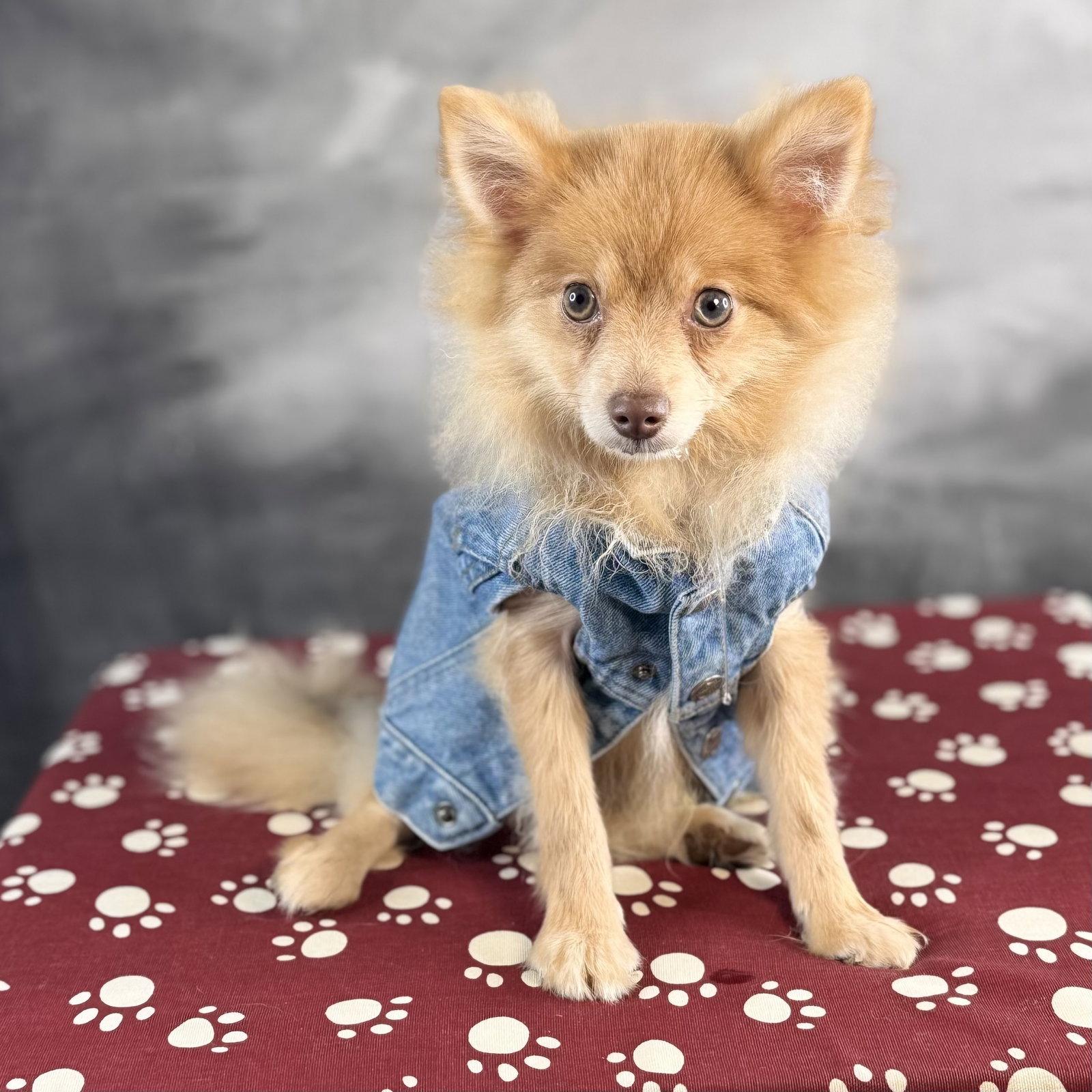 Enlarge Churro, a Adoptable Pomeranian in Garland, TX image 1/1