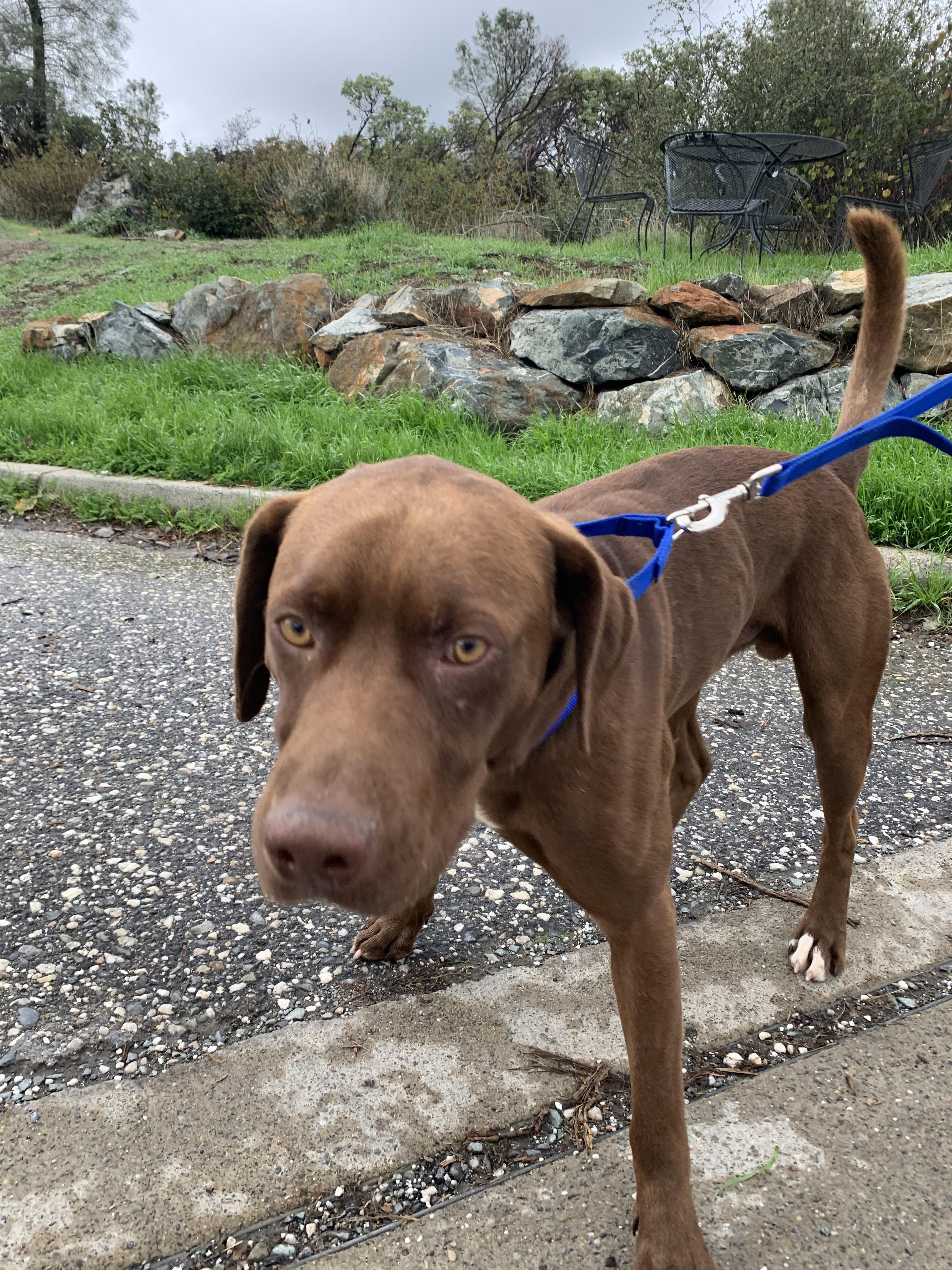 Figgy, a Adoptable mixed breed in Grass Valley, CA image 4/5