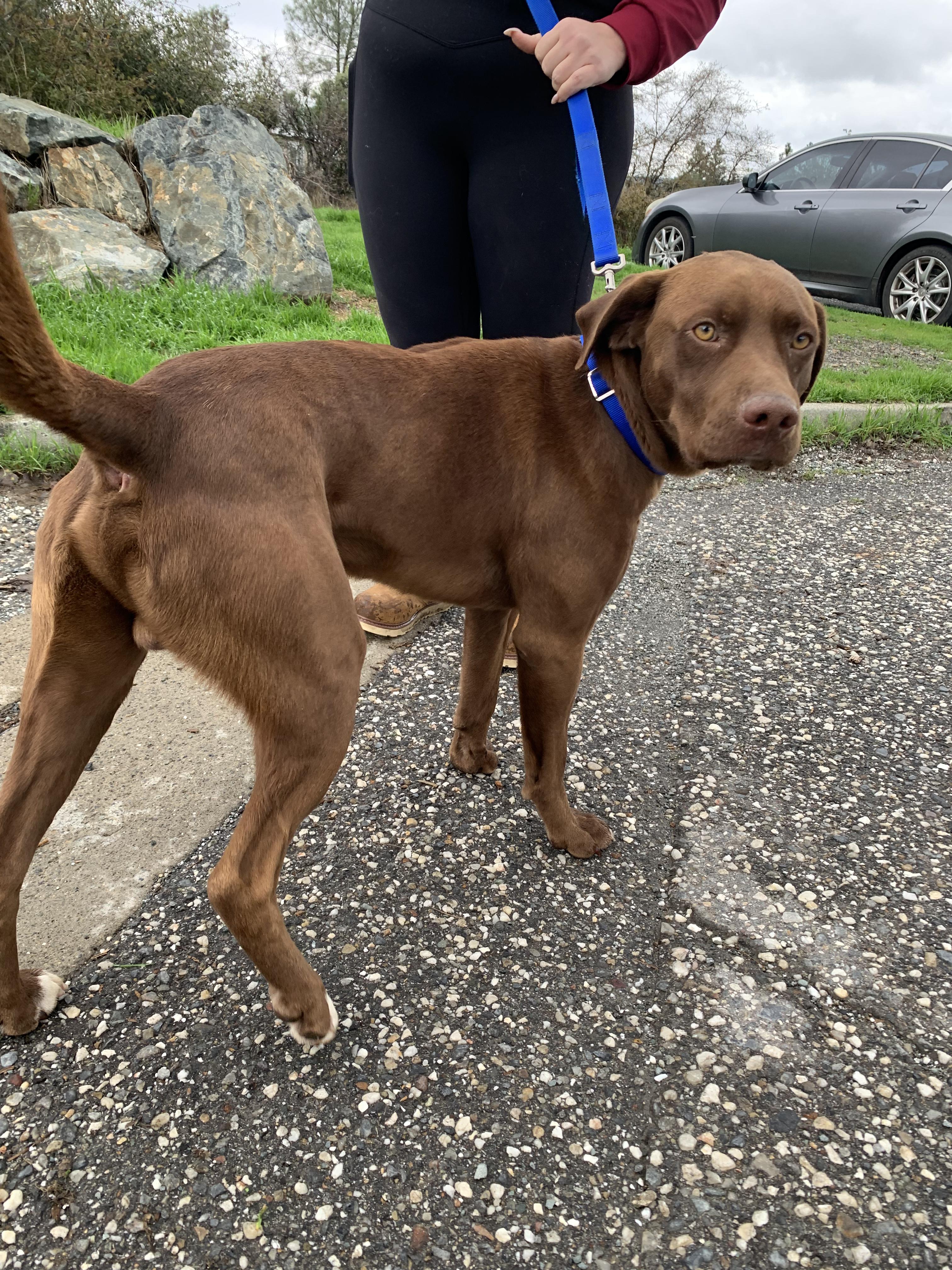 Figgy, a Adoptable mixed breed in Grass Valley, CA image 3/5
