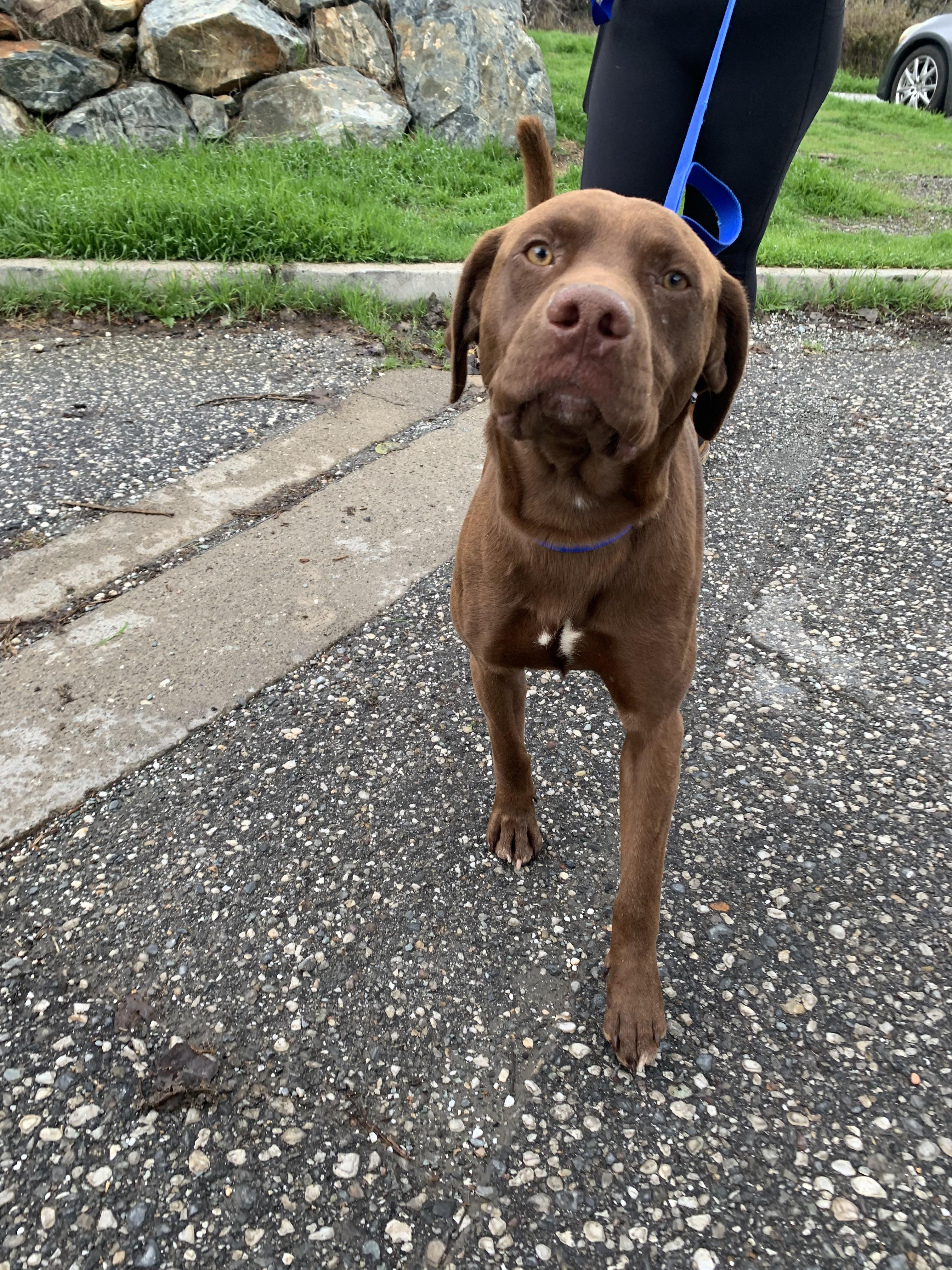 Figgy, Adoptable, Young Male Labrador Retriever.