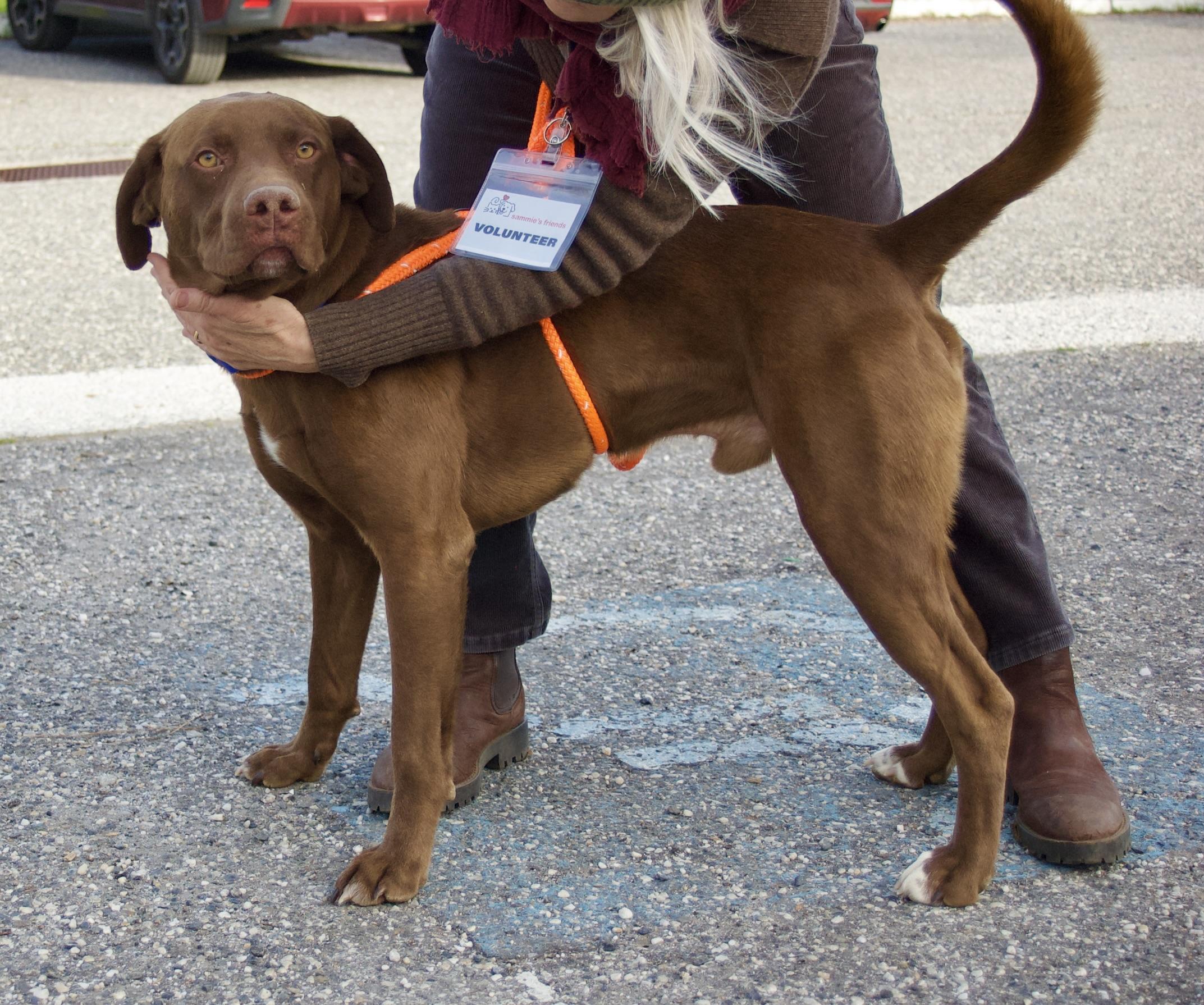 Figgy, Adoptable, Young Male Labrador Retriever.