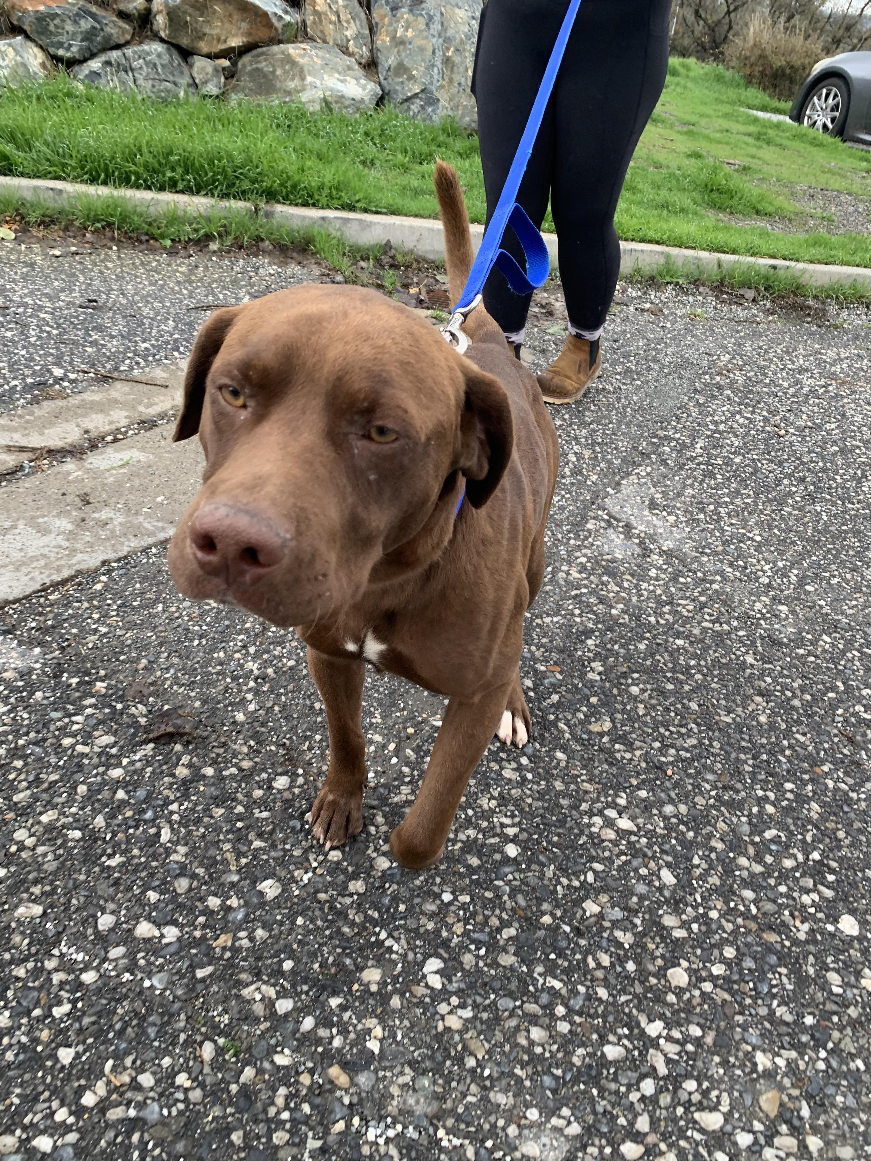 Figgy, a Adoptable mixed breed in Grass Valley, CA image 5/5