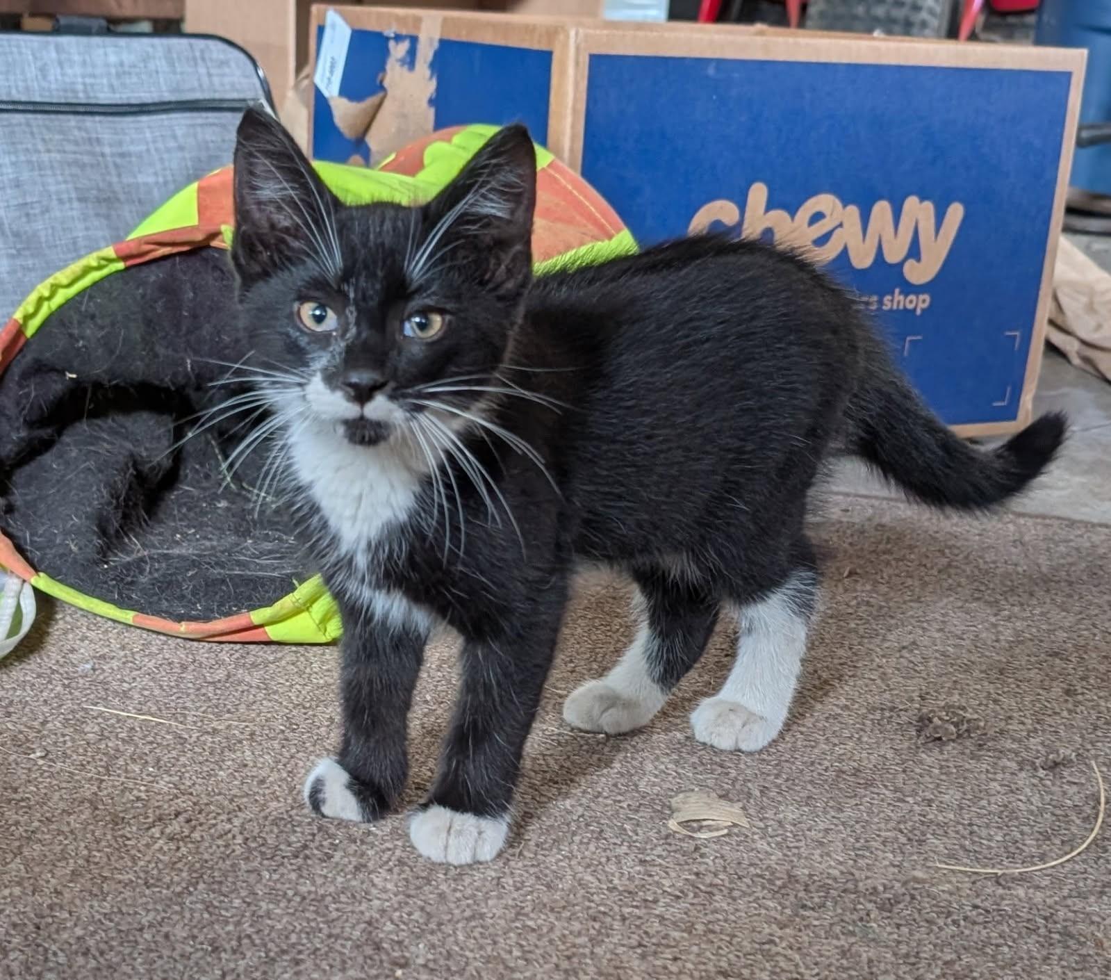 Egan   (Bonded to Elio)