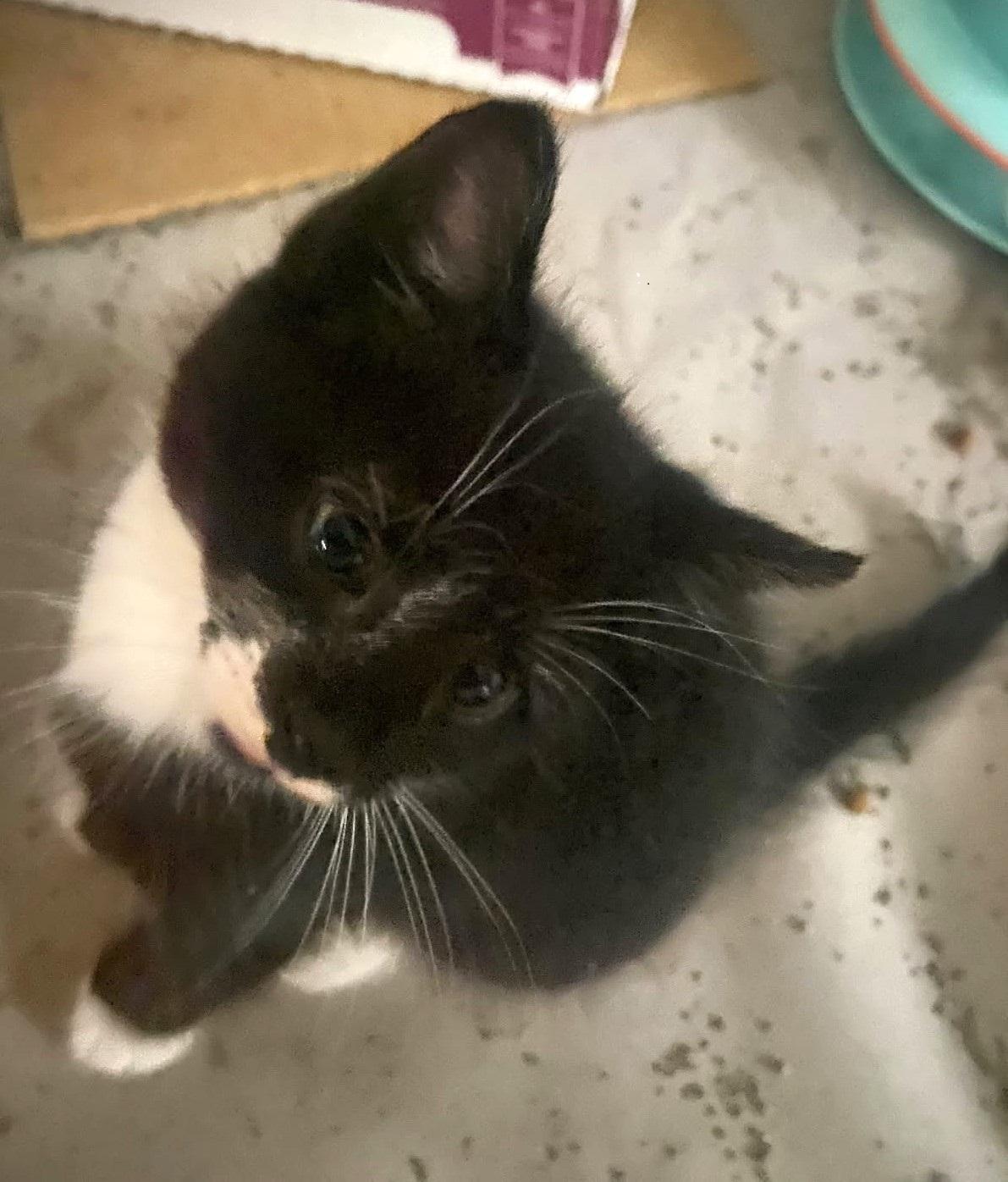 Enlarge Egan   (Bonded to Elio), a Adoptable mixed breed in Ypsilanti, MI image 4/4