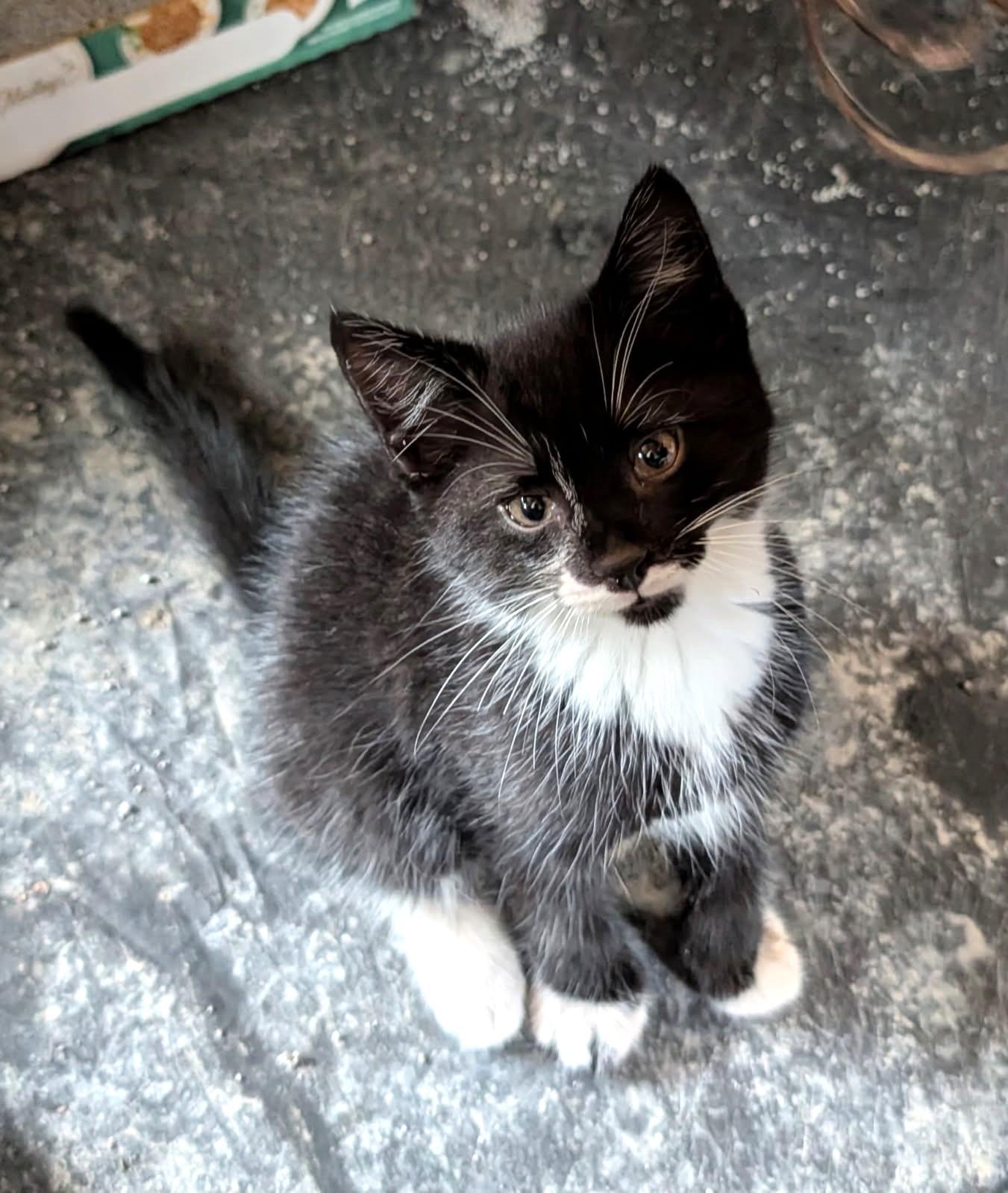 Egan   (Bonded to Elio)