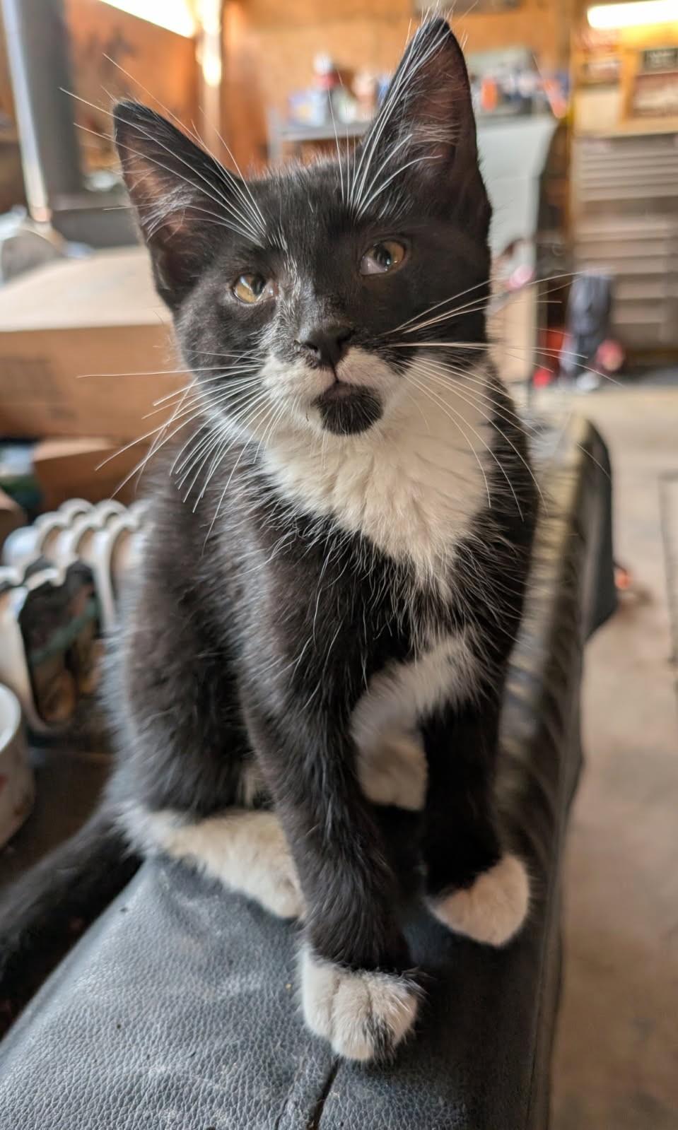 Enlarge Egan   (Bonded to Elio), a Adoptable mixed breed in Ypsilanti, MI image 1/4