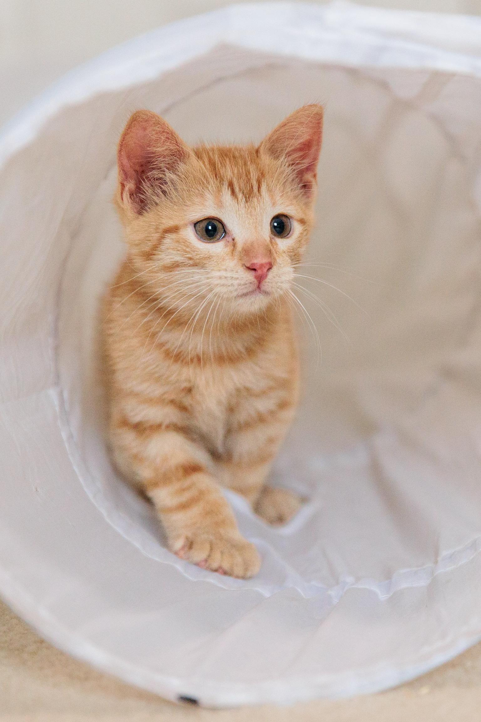Enlarge Thumbelina, a Adoptable mixed breed in Gainesville, VA image 6/6