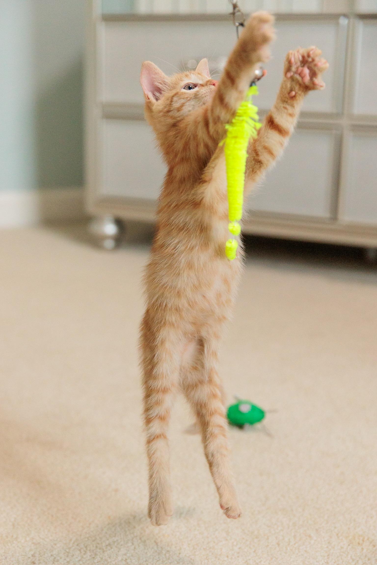 Enlarge Thumbelina, a Adoptable mixed breed in Gainesville, VA image 2/6