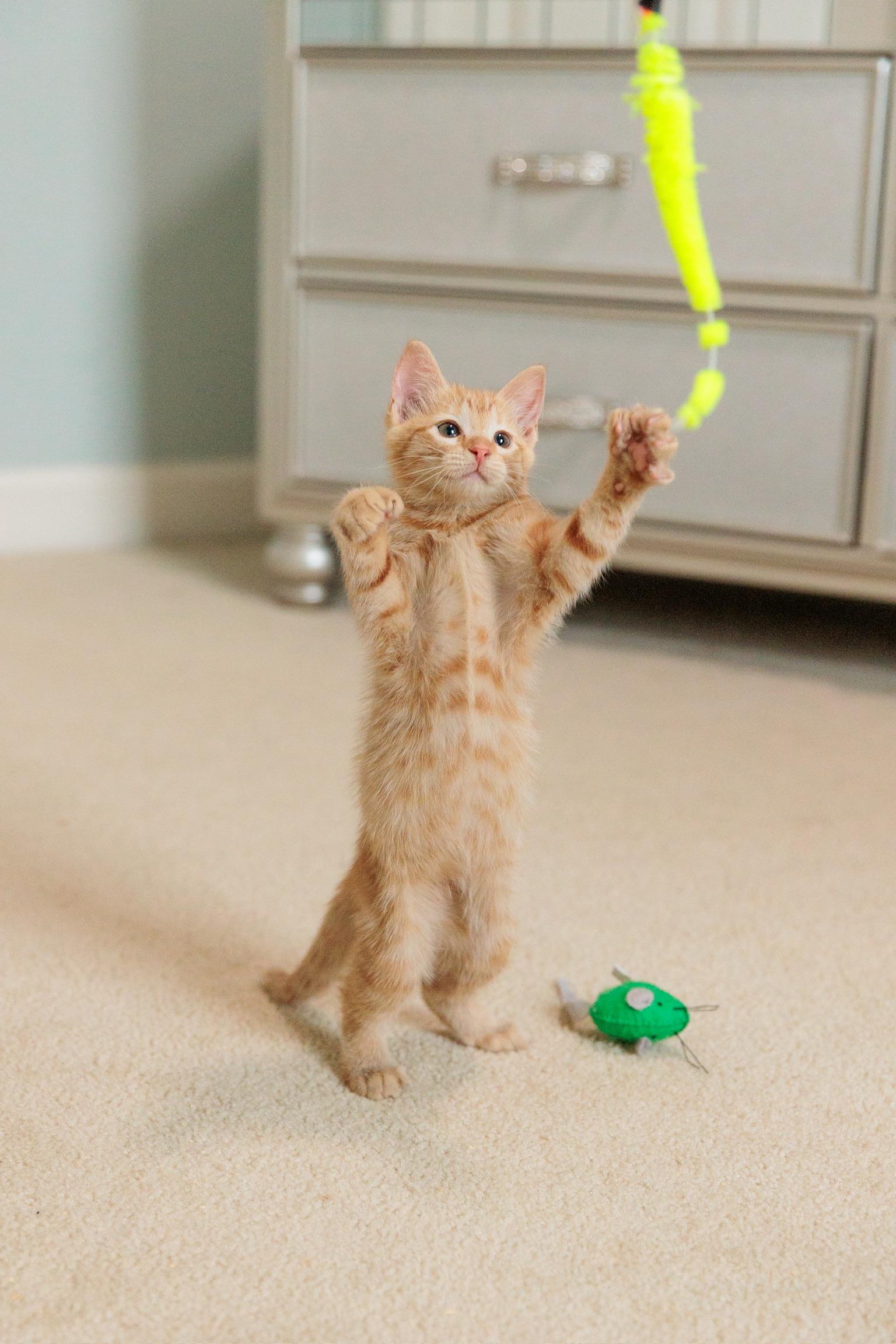 Enlarge Thumbelina, a Adoptable mixed breed in Gainesville, VA image 3/6