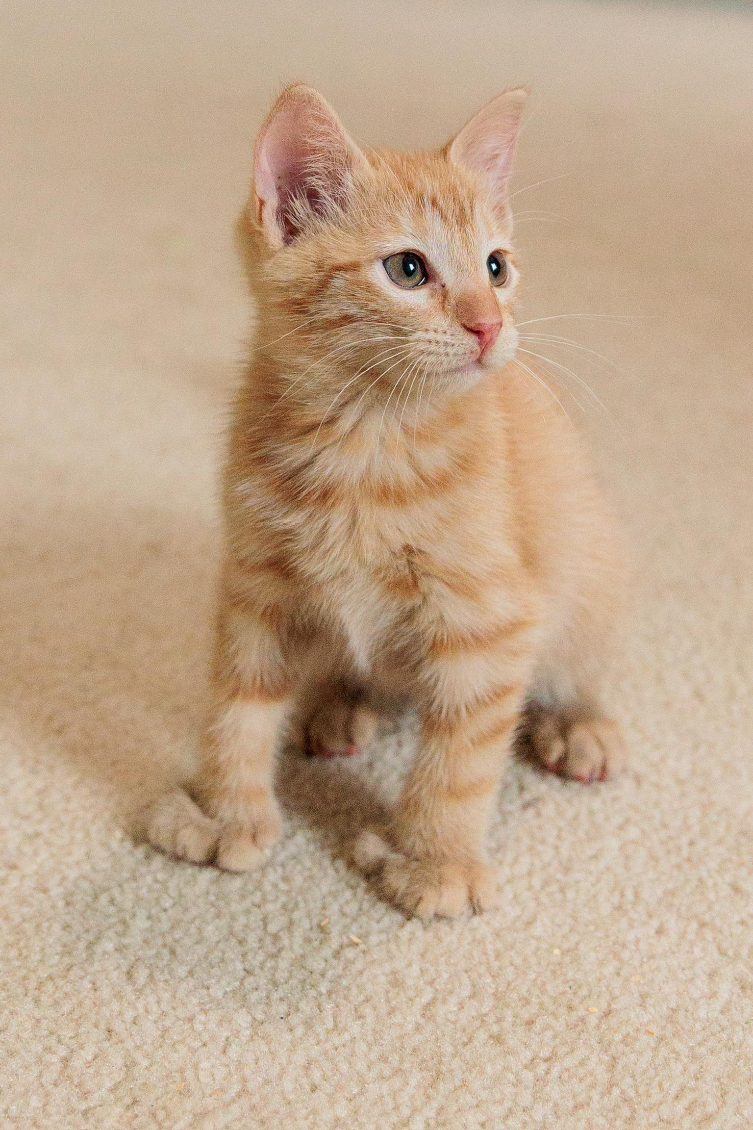 Enlarge Thumbelina, a Adoptable mixed breed in Gainesville, VA image 5/6