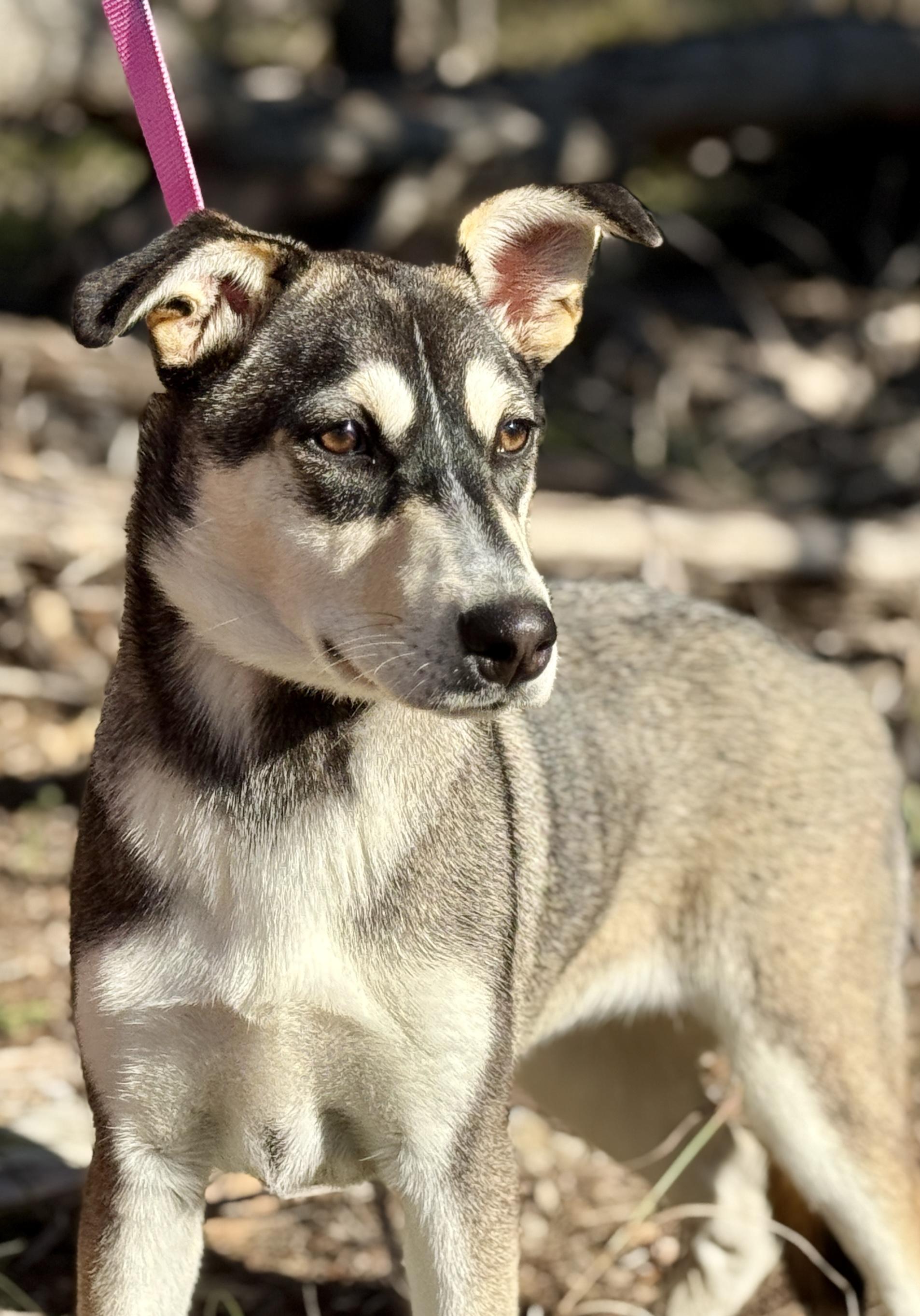 Lani -No mama. No home. Just a junkyard and a worker who said, "take her.", Adoptable, Puppy Female Husky & Shepherd.