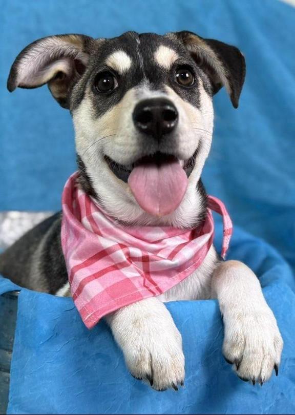 Enlarge Lani -No mama. No home. Just a junkyard and a worker who said, "take her.", a Adoptable mixed breed in St Augustine, FL image 6/6