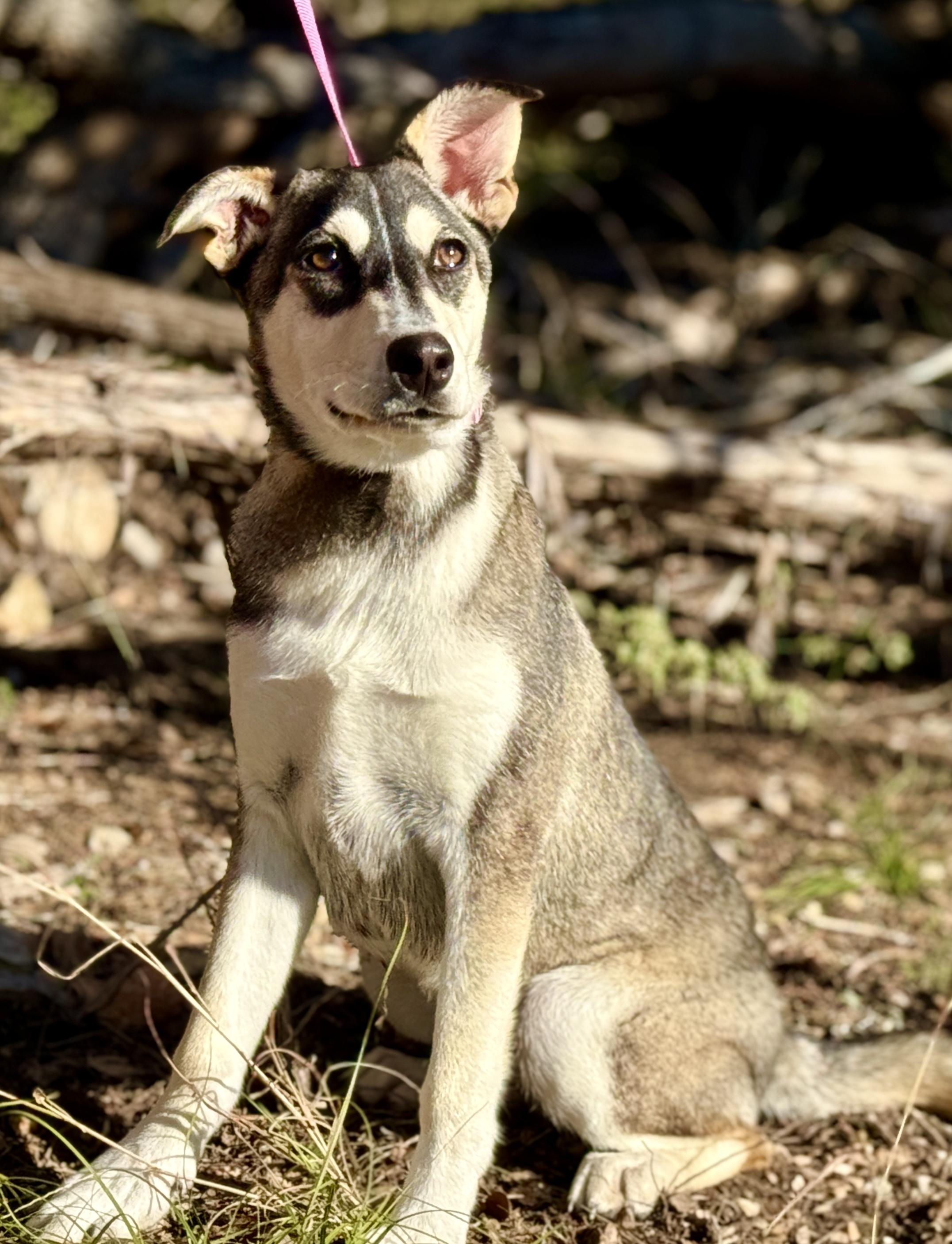 Enlarge Lani -No mama. No home. Just a junkyard and a worker who said, "take her.", a Adoptable mixed breed in St Augustine, FL image 4/6