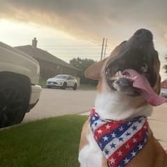 Enlarge Flash, a ADOPTABLE mixed breed in Fort Worth, TX image 1/6