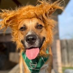 Enlarge Flash, a ADOPTABLE mixed breed in Fort Worth, TX image 4/6