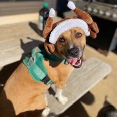 Enlarge Flash, a ADOPTABLE mixed breed in Fort Worth, TX image 3/6