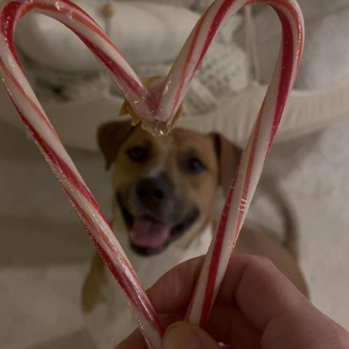 Enlarge Flash, a ADOPTABLE mixed breed in Fort Worth, TX image 5/6