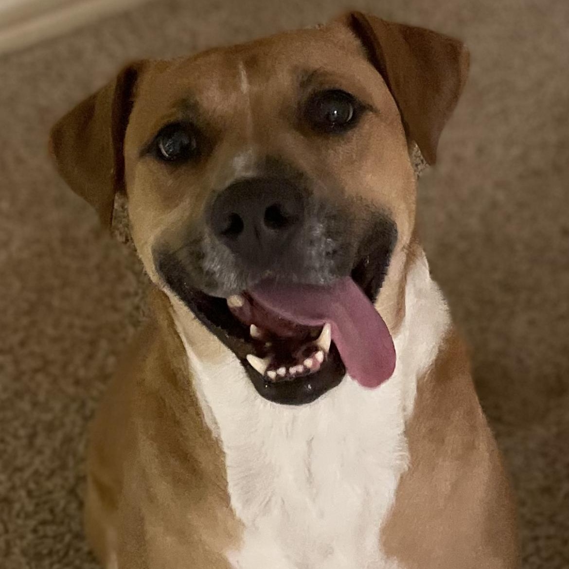 Enlarge Flash, a ADOPTABLE mixed breed in Fort Worth, TX image 6/6