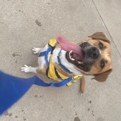 Enlarge Flash, a ADOPTABLE mixed breed in Fort Worth, TX image 2/6