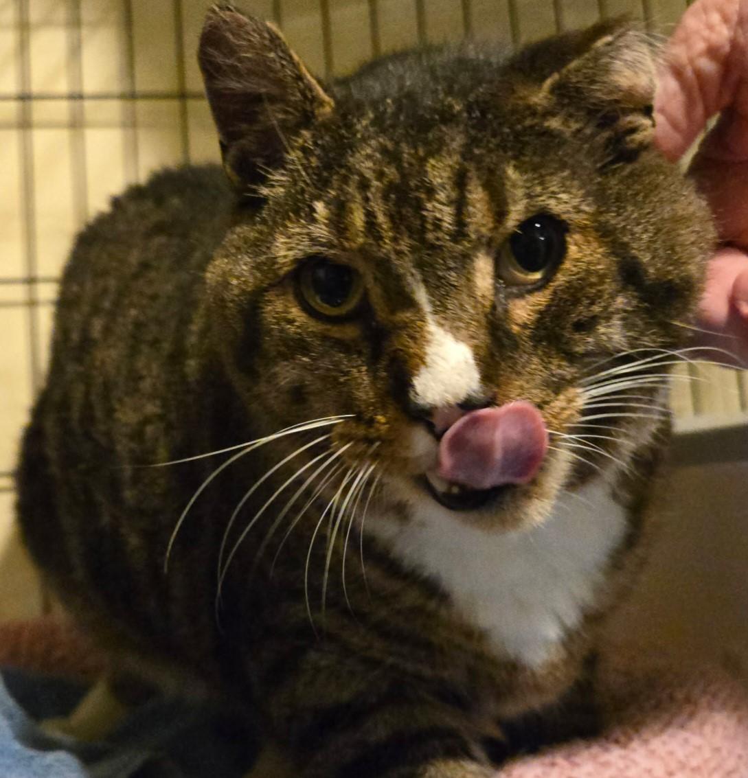 Enlarge Bubba, a Adoptable Domestic Short Hair in Caribou, ME image 1/1