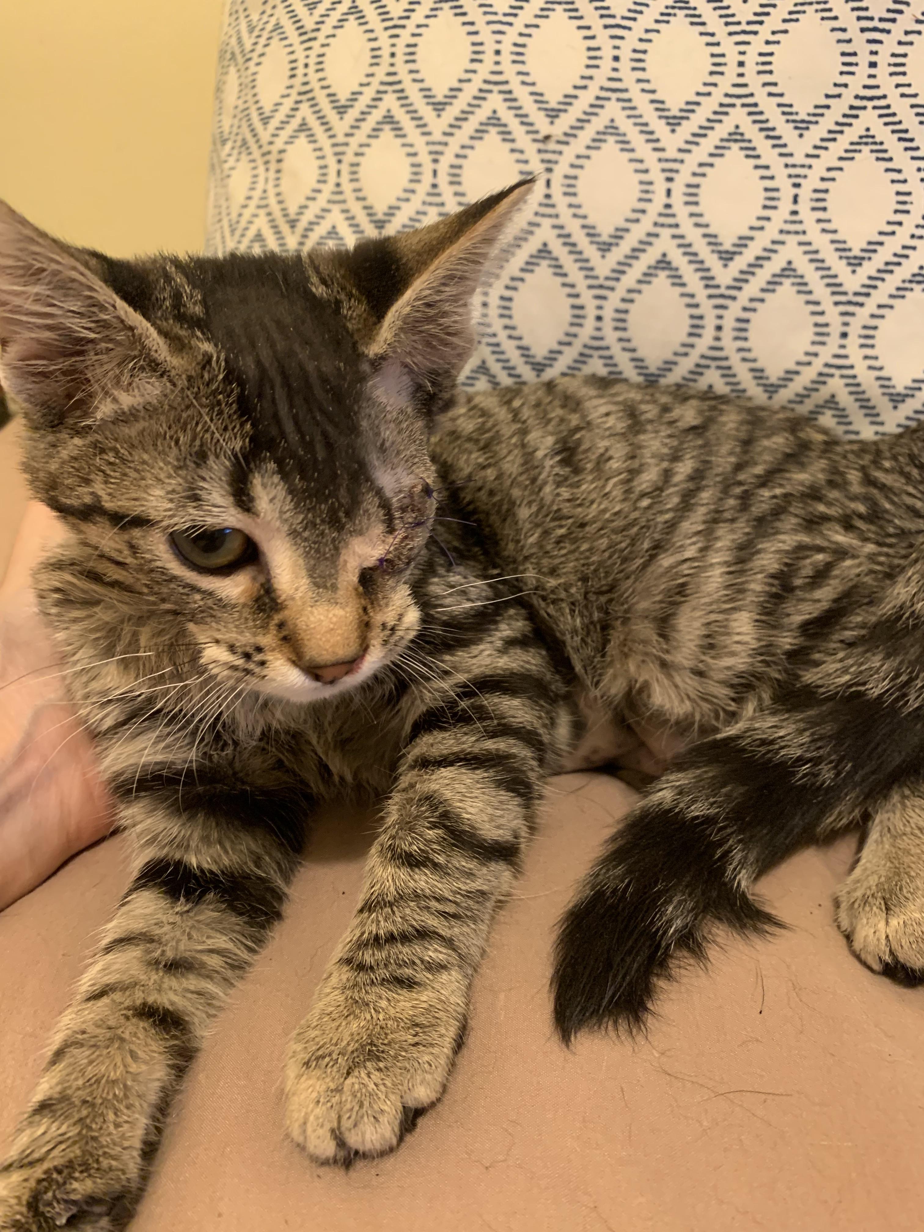 Enlarge Minnie, a ADOPTABLE Domestic Short Hair in Davisburg, MI image 1/6