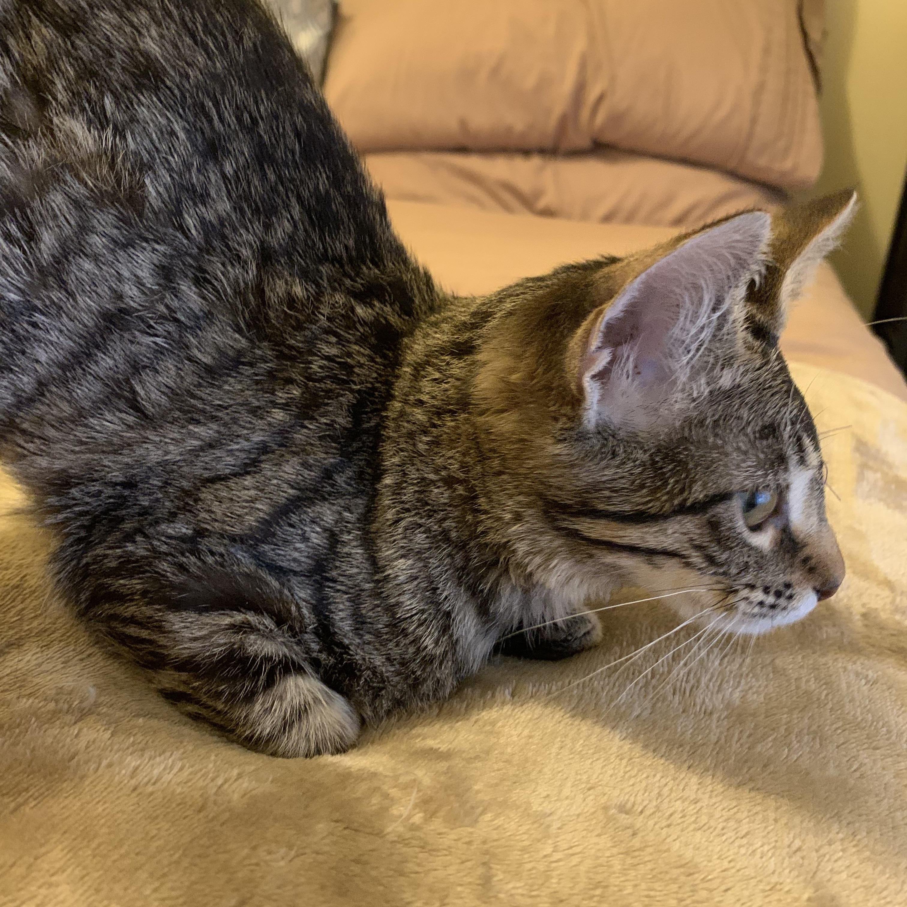 Enlarge Minnie, a ADOPTABLE Domestic Short Hair in Davisburg, MI image 3/6
