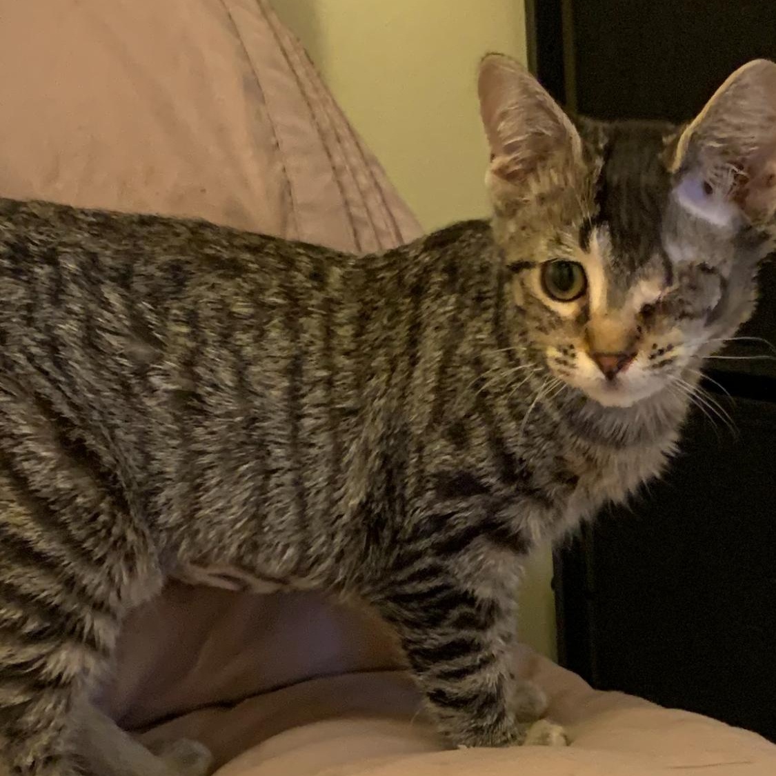 Enlarge Minnie, a ADOPTABLE Domestic Short Hair in Davisburg, MI image 2/6