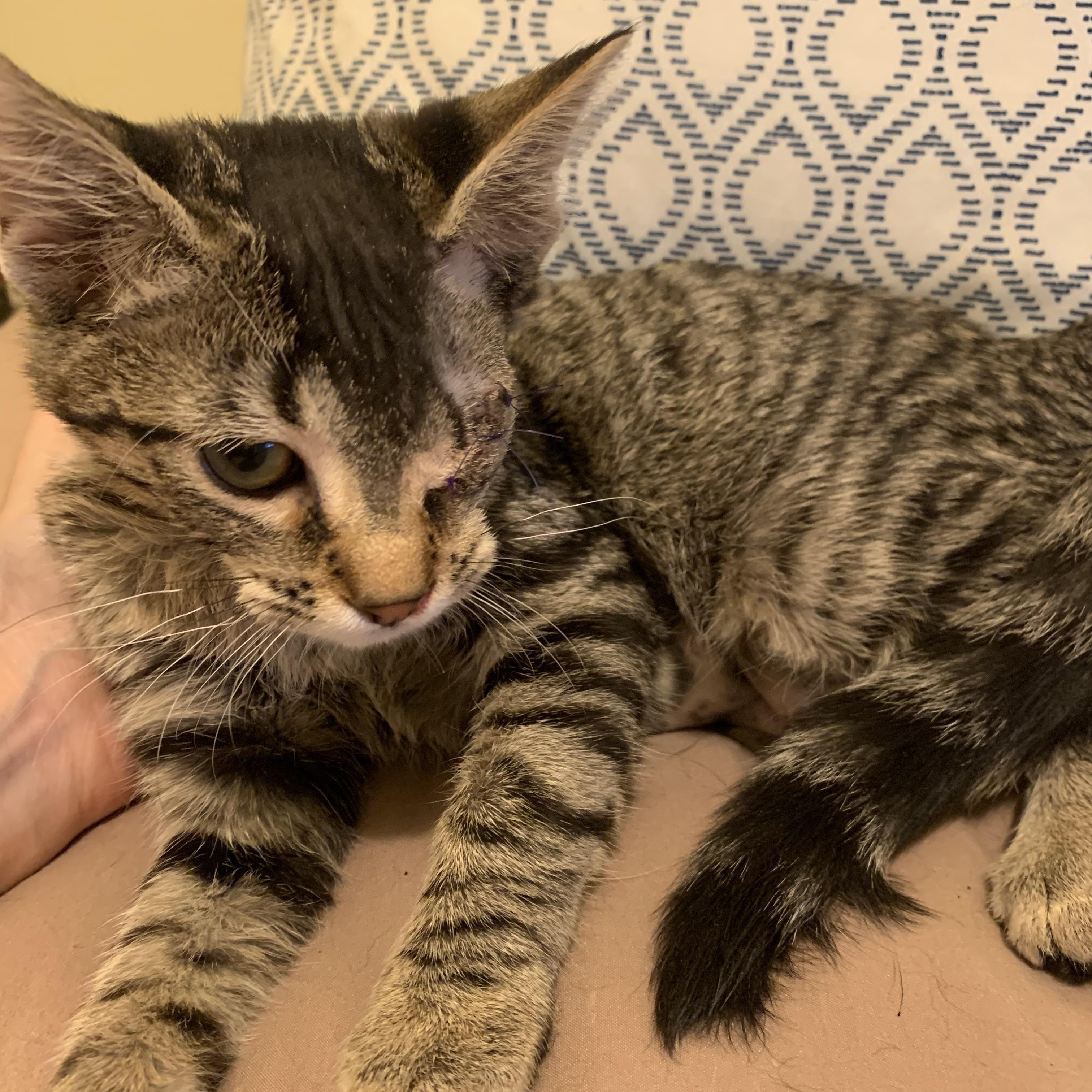 Enlarge Minnie, a ADOPTABLE Domestic Short Hair in Davisburg, MI image 4/6
