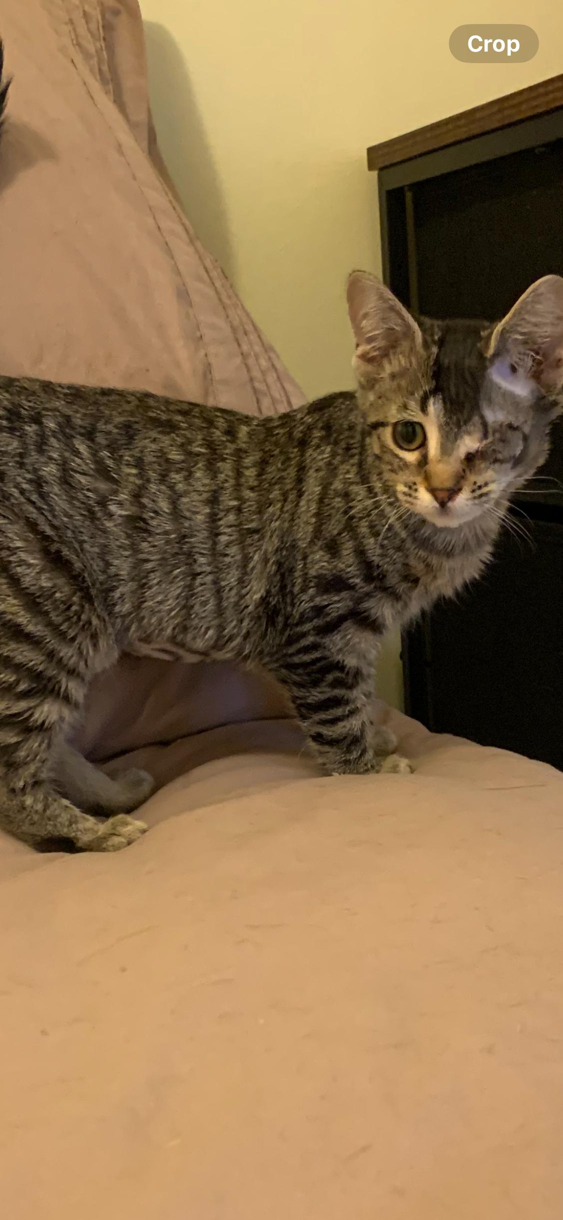 Enlarge Minnie, a ADOPTABLE Domestic Short Hair in Davisburg, MI image 5/6
