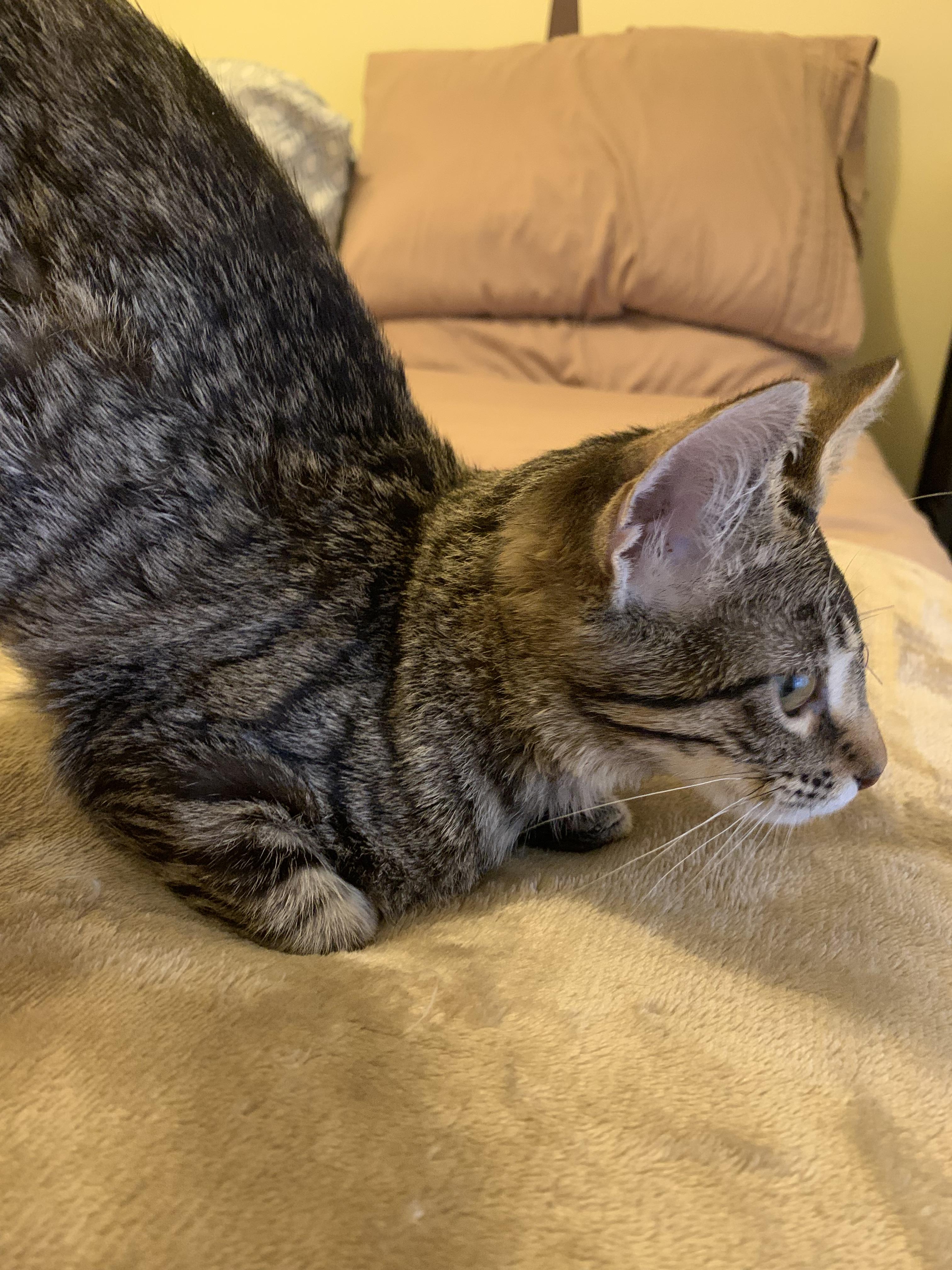 Enlarge Minnie, a ADOPTABLE Domestic Short Hair in Davisburg, MI image 6/6