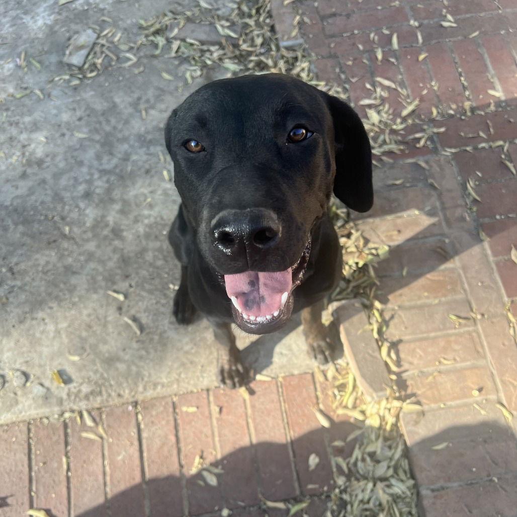 Mollie II (New Digs)