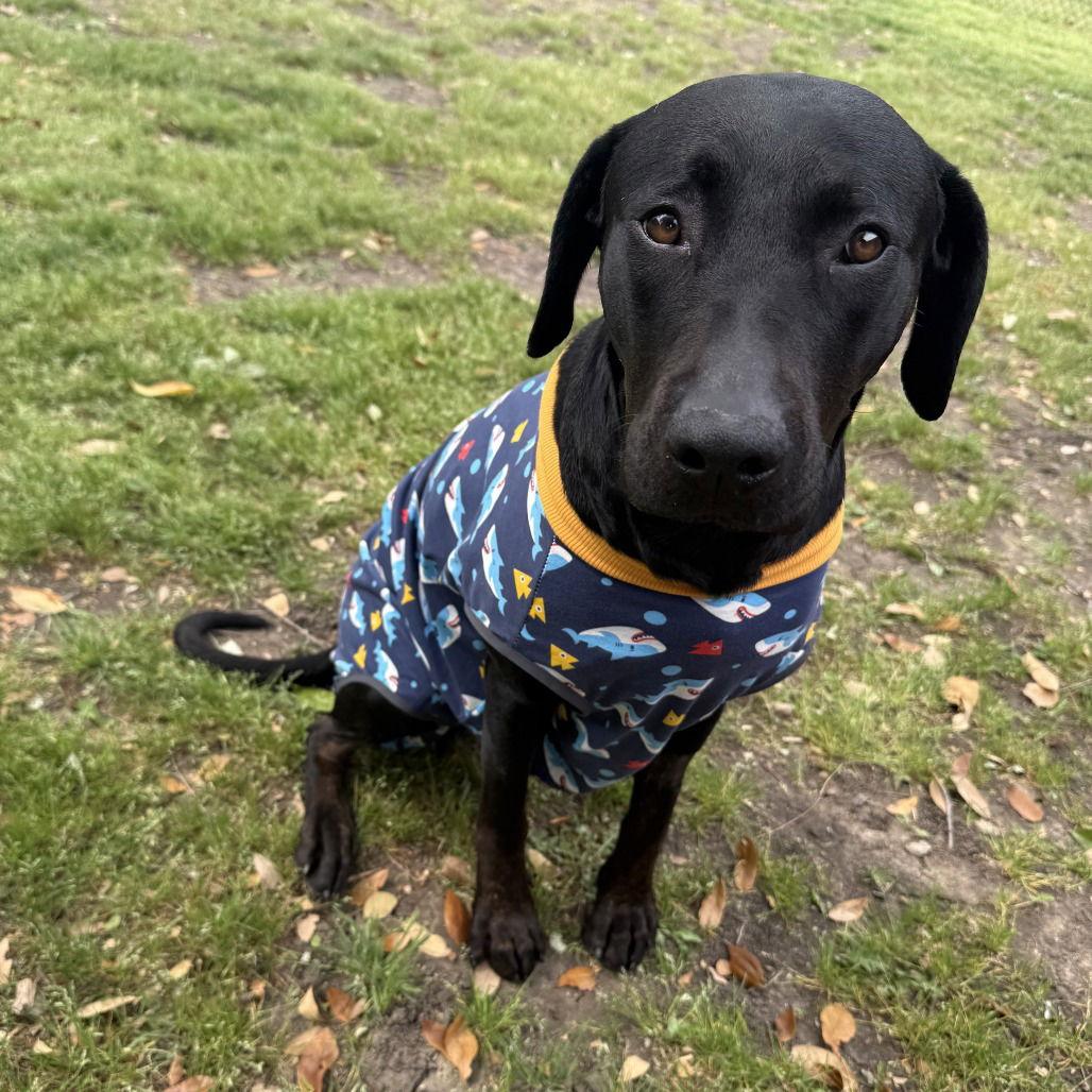 Mollie II (New Digs) — thumbnail 2