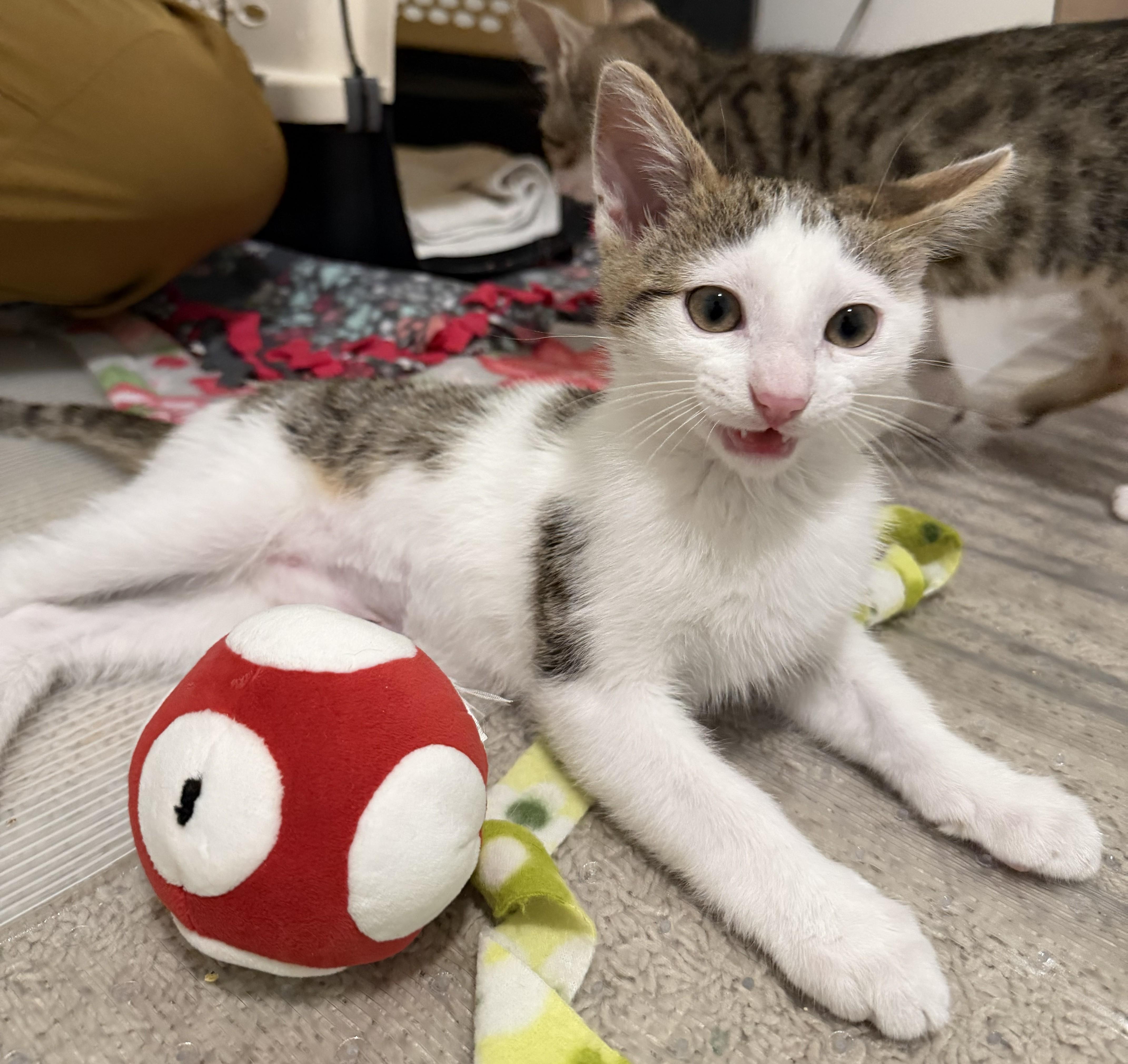 Enlarge Yoshi, a ADOPTABLE mixed breed in Renton, WA image 2/4