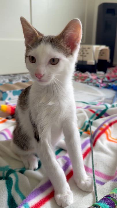Enlarge Yoshi, a ADOPTABLE mixed breed in Renton, WA video 4/4
