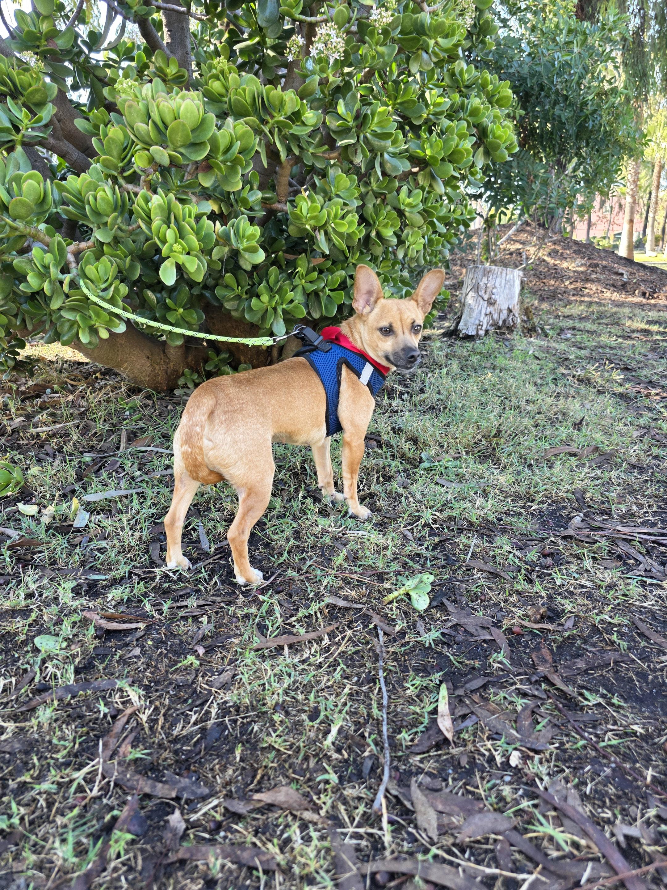 Jen, an adopted mixed breed in Lacey , WA image 2/5
