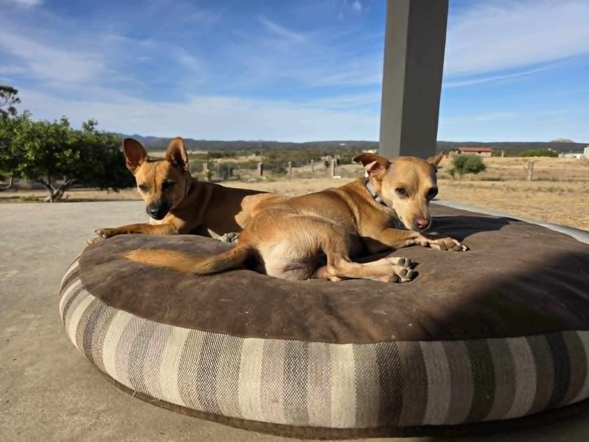 Jen, an adopted mixed breed in Lacey , WA image 5/5