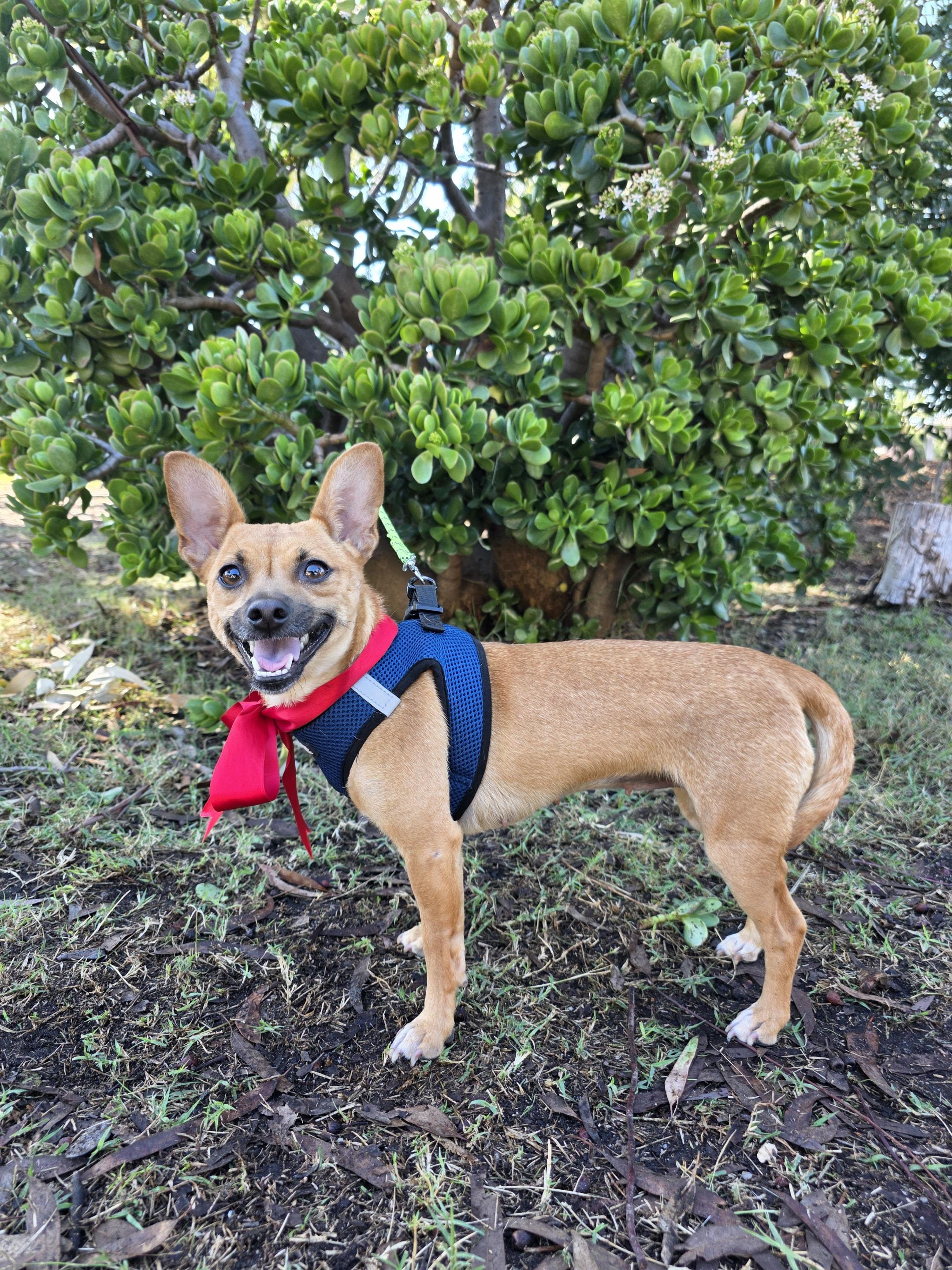 Jen, adopted, Young Female Chihuahua & Terrier.