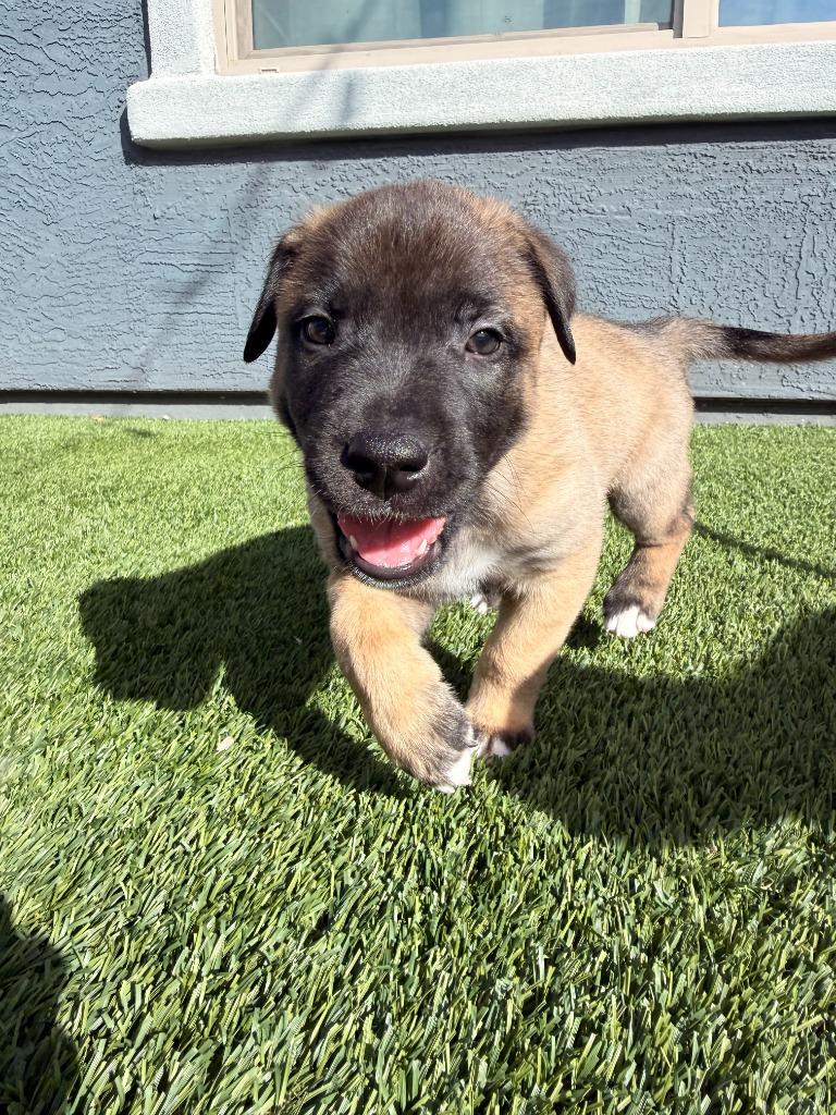 Ben, Adoptable, Puppy Male Belgian Shepherd / Malinois & Pit Bull Terrier.