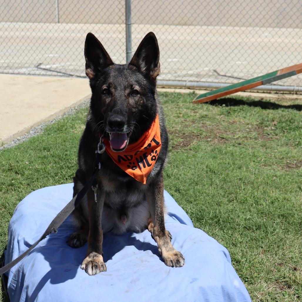 Enlarge Hunter, a Adoptable German Shepherd Dog in Ione, CA image 1/6