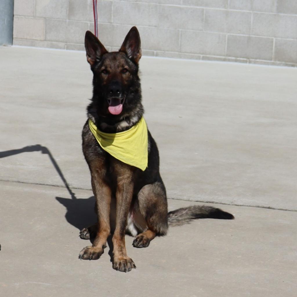 Enlarge Hunter, a Adoptable German Shepherd Dog in Ione, CA image 5/6